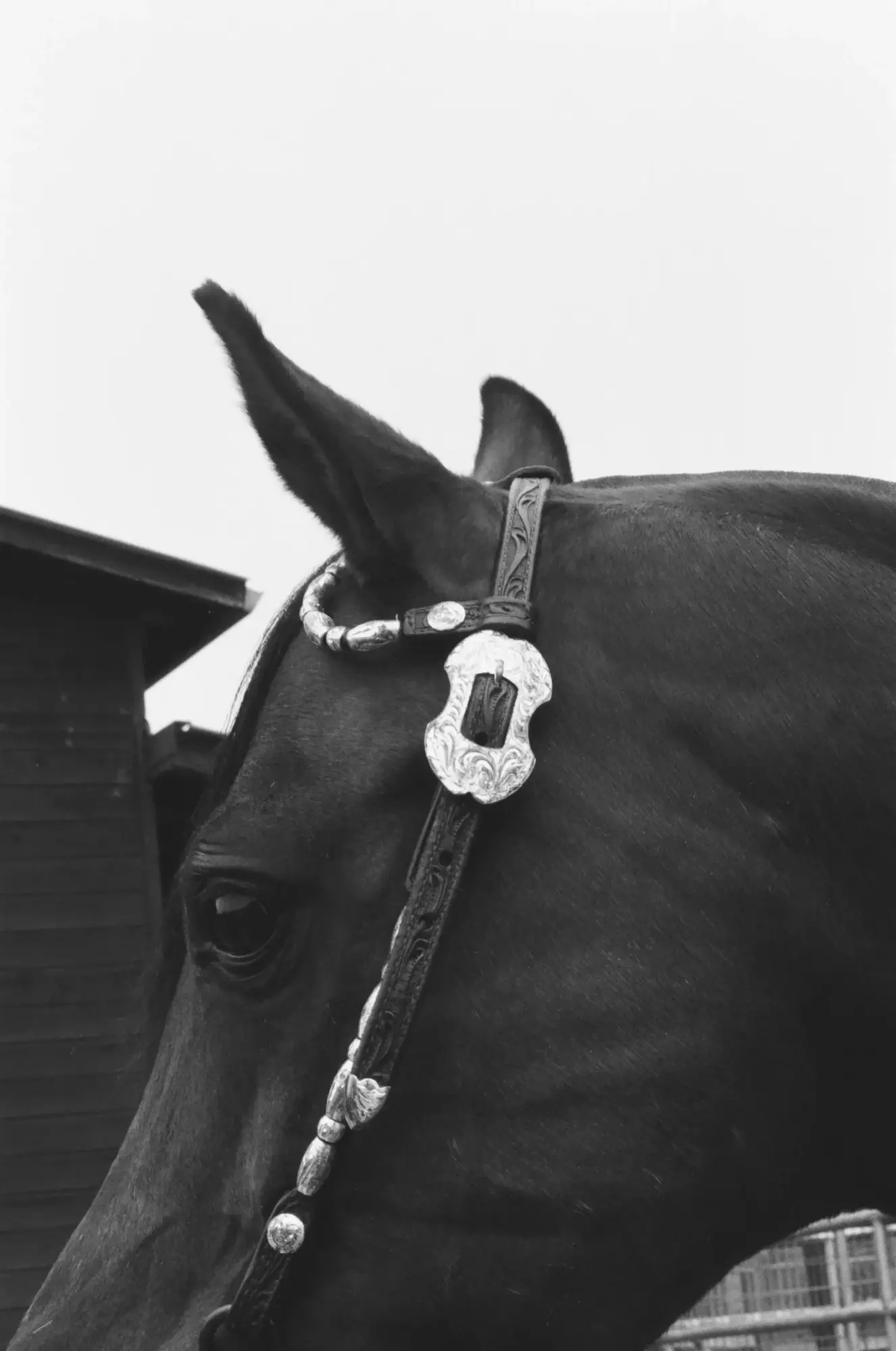 Close-up of a horse's head with a bridle and decorative browband, facing left, against a plain background.