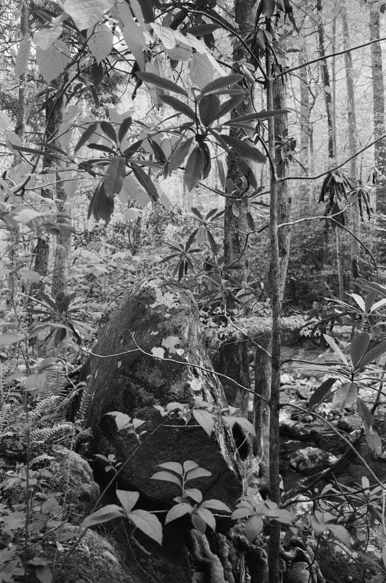 Dense forest scene with trees, rocks, and foliage, black and white, natural environment, no people visible.