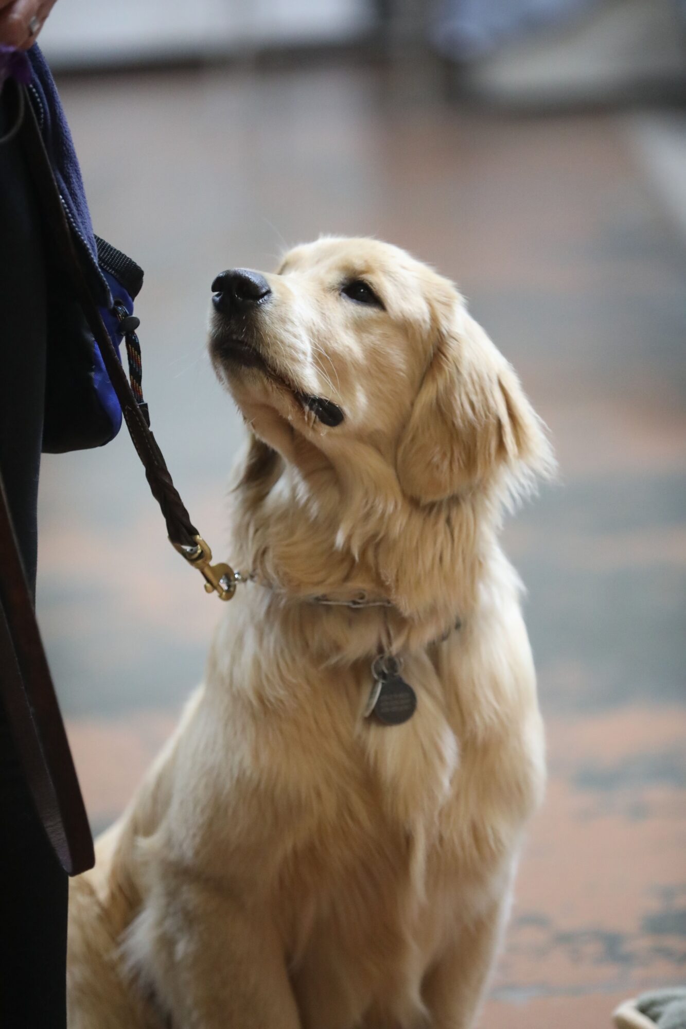 Golden retriever puppy lying on its back, looking up, with a leash attached to its collar.