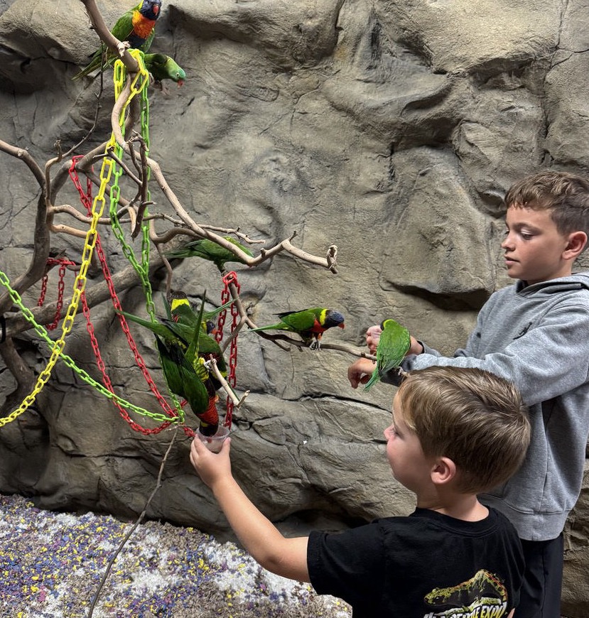 Two children feed colorful parrots on a rocky wall with chains and branches, one child in black shirt, the other in gray hoodie.