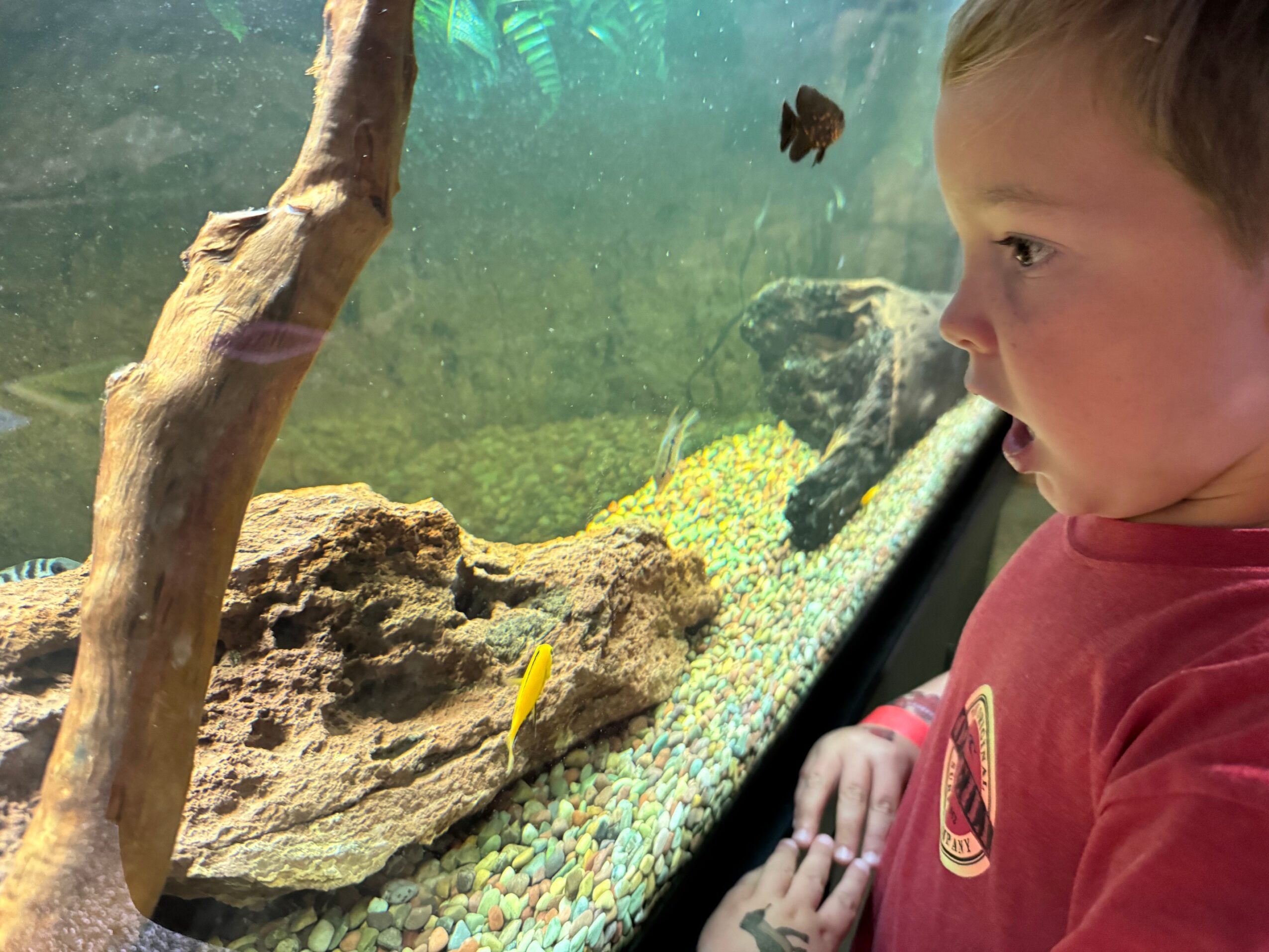 Child looking at an aquarium with rocks, a tree branch, and a butterfly inside.