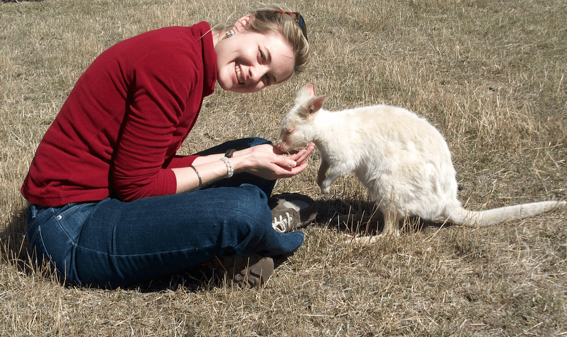 Person sitting on grass interacting with a white animal, possibly a kangaroo, outdoors on a sunny day.