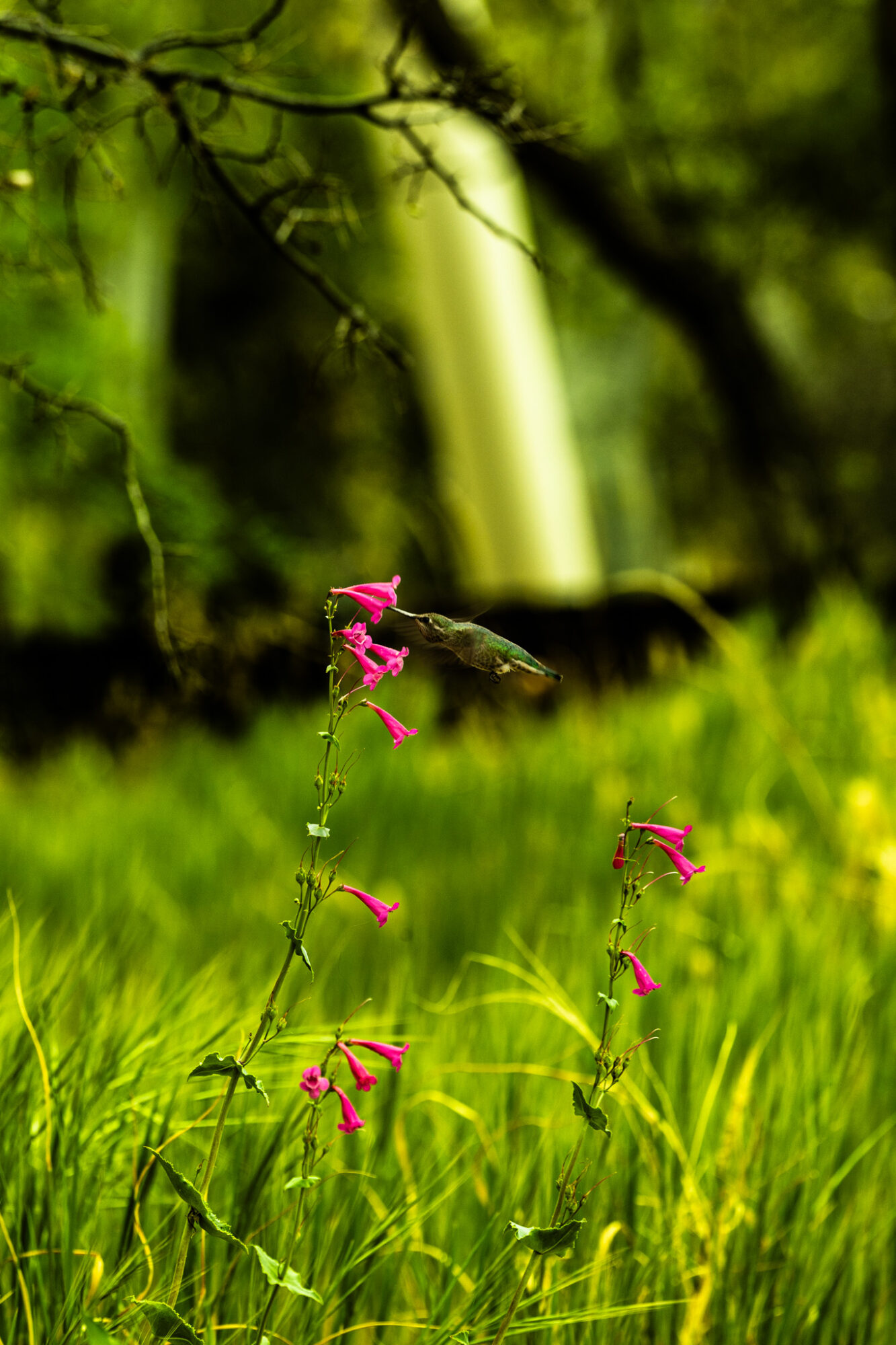 Pink flowers grow on a thin stem in a green grassy area with trees and a waterfall in the background.