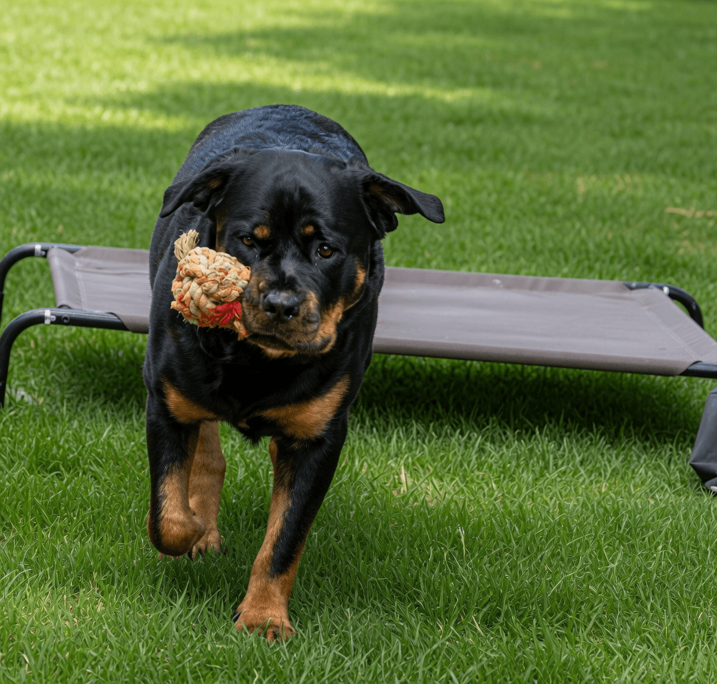 Black and tan dog running on grass with a toy in its mouth, near a gray outdoor lounge chair.