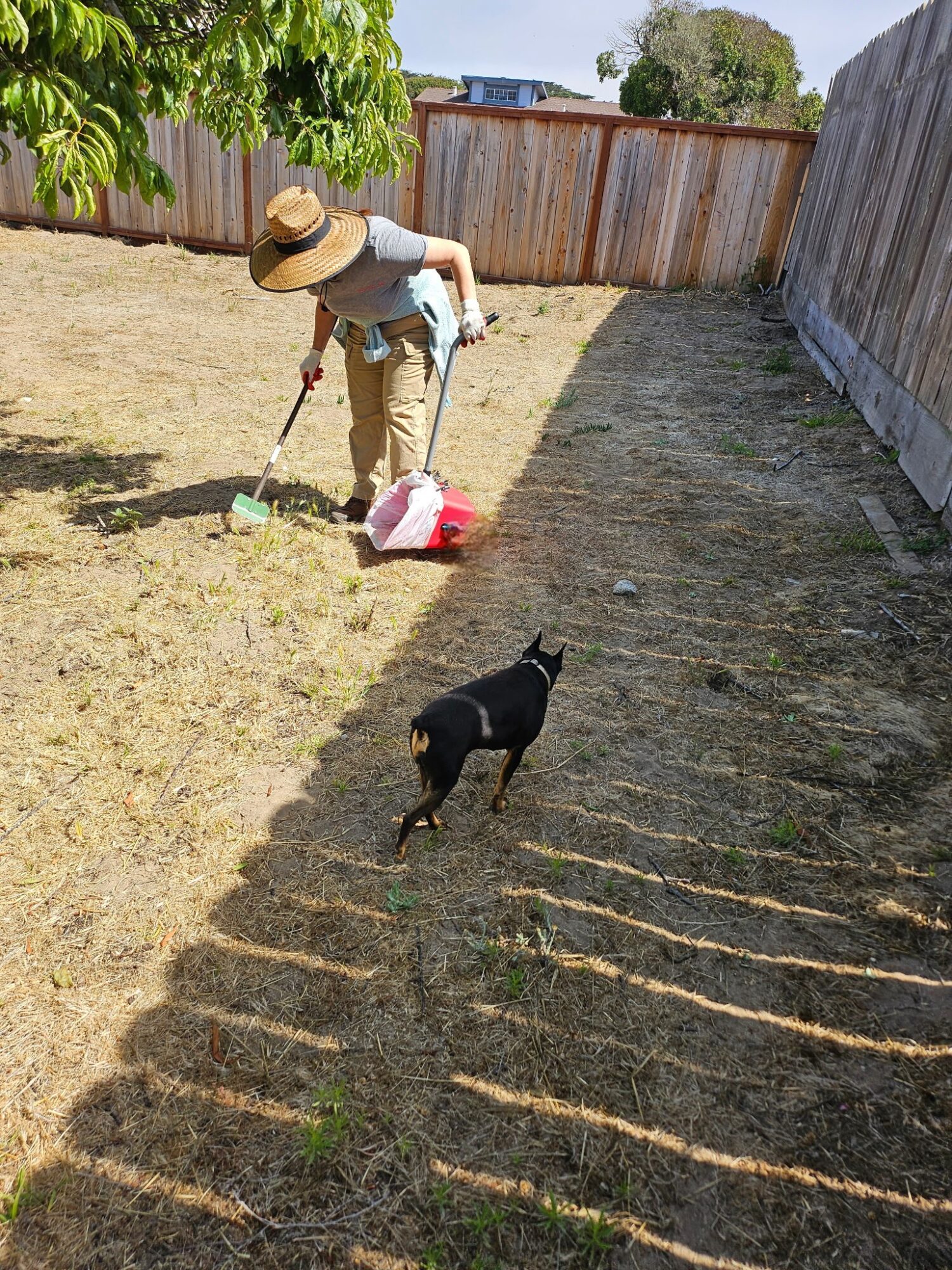 Person wearing a hat raking leaves in a backyard with a small black dog nearby, wooden fence in background.