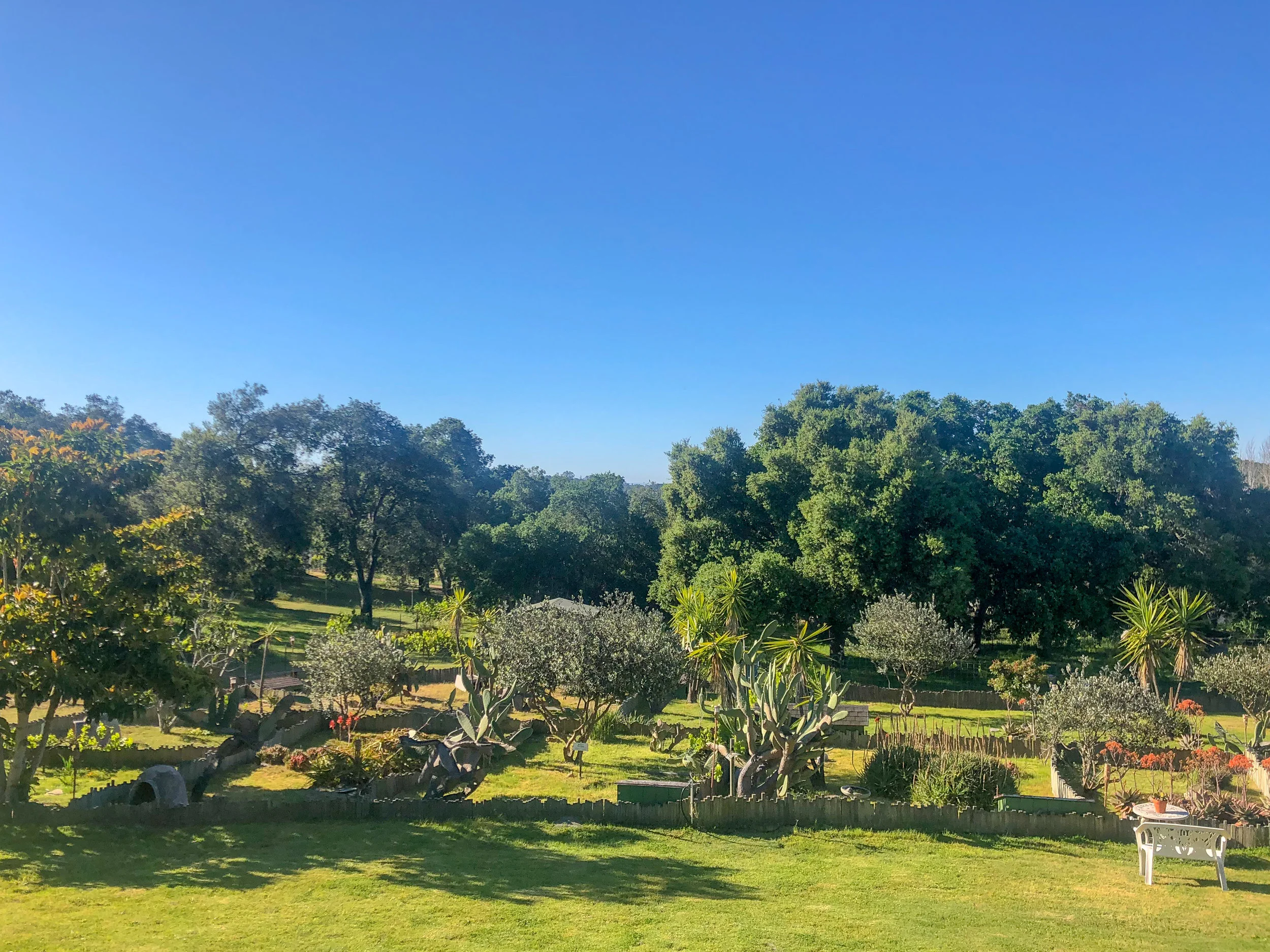 Bright blue sky over a lush green garden with trees, bushes, and a small pathway, sunlight casting shadows.