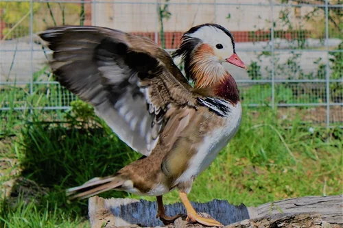 Duck with wings spread standing on a log in a grassy area with a wire fence in the background.