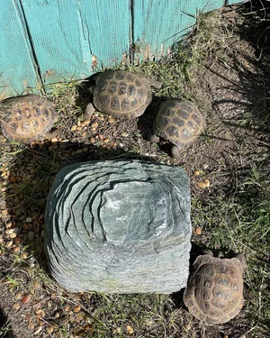 Four turtles near a large rock and a weathered wooden fence, with grass and dirt around them.