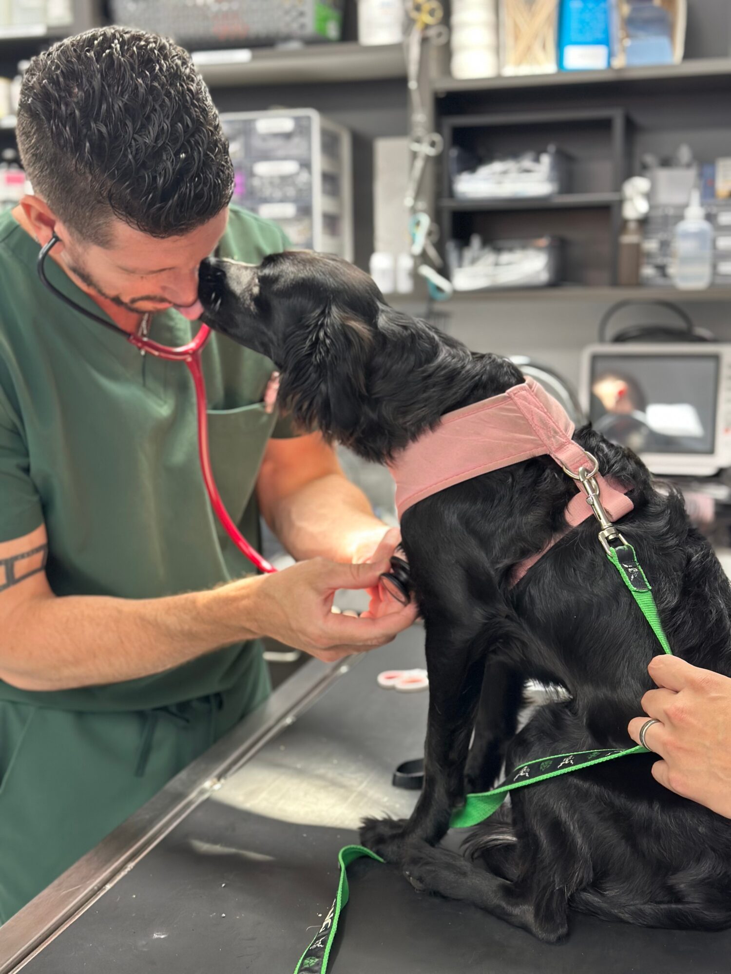 Veterinarian examining a black dog on an examination table in a clinic, with medical supplies in the background.