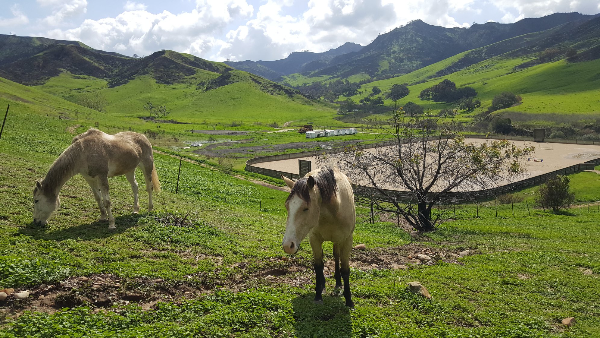 Two horses grazing on a green hillside with mountains and a cloudy sky in the background.