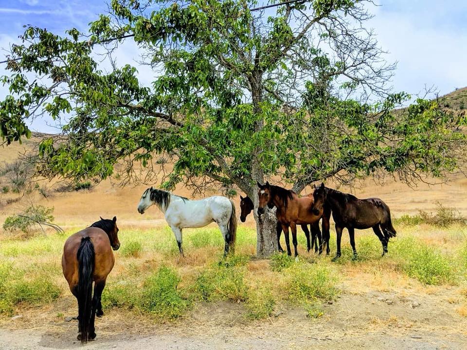 Group of horses under a large tree in a grassy field with a dry landscape background.