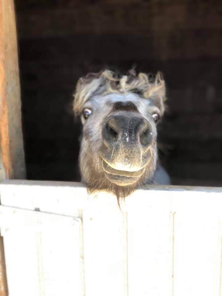 A horse peeks over a white fence with its head tilted upward, showing its face and ears against a dark background.
