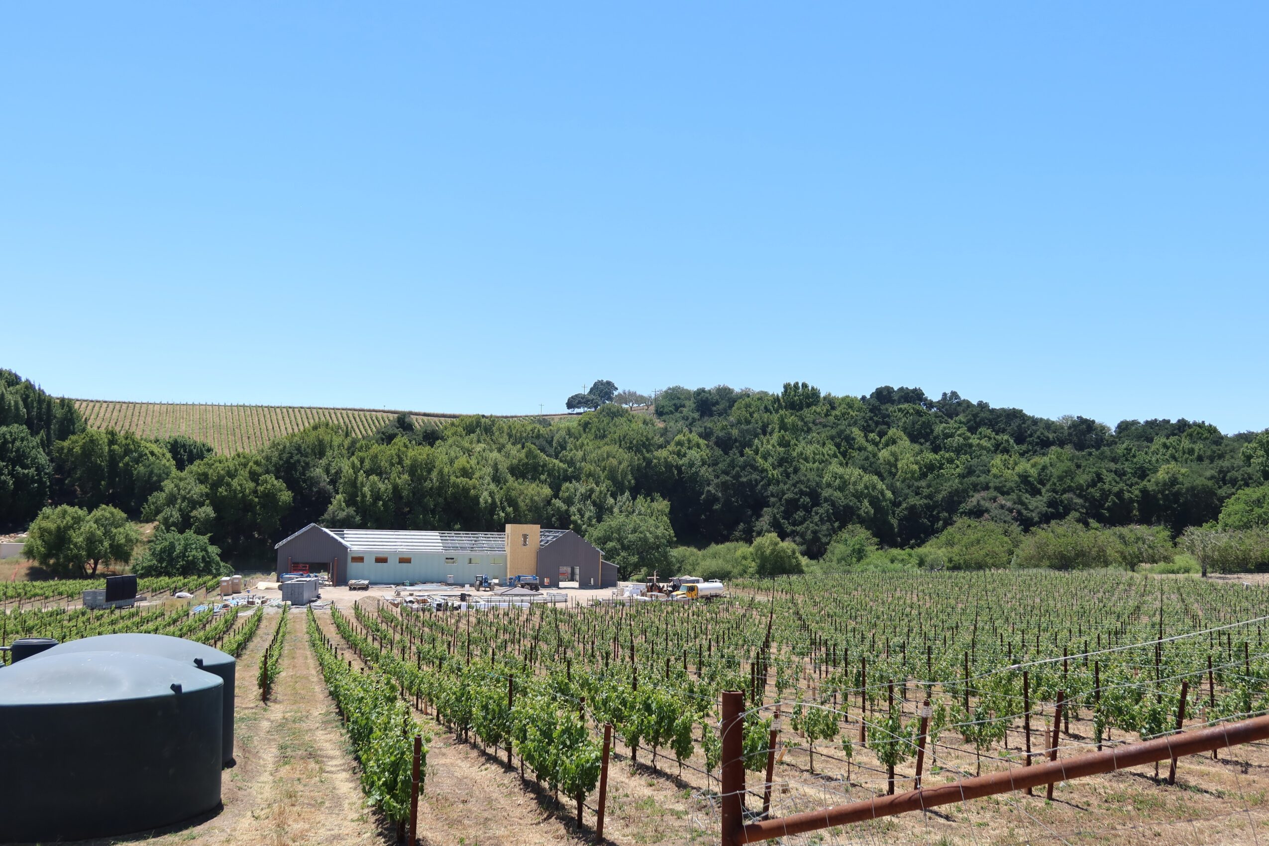 Vineyard with rows of grapevines, a building, and a clear blue sky, surrounded by green hills and trees.