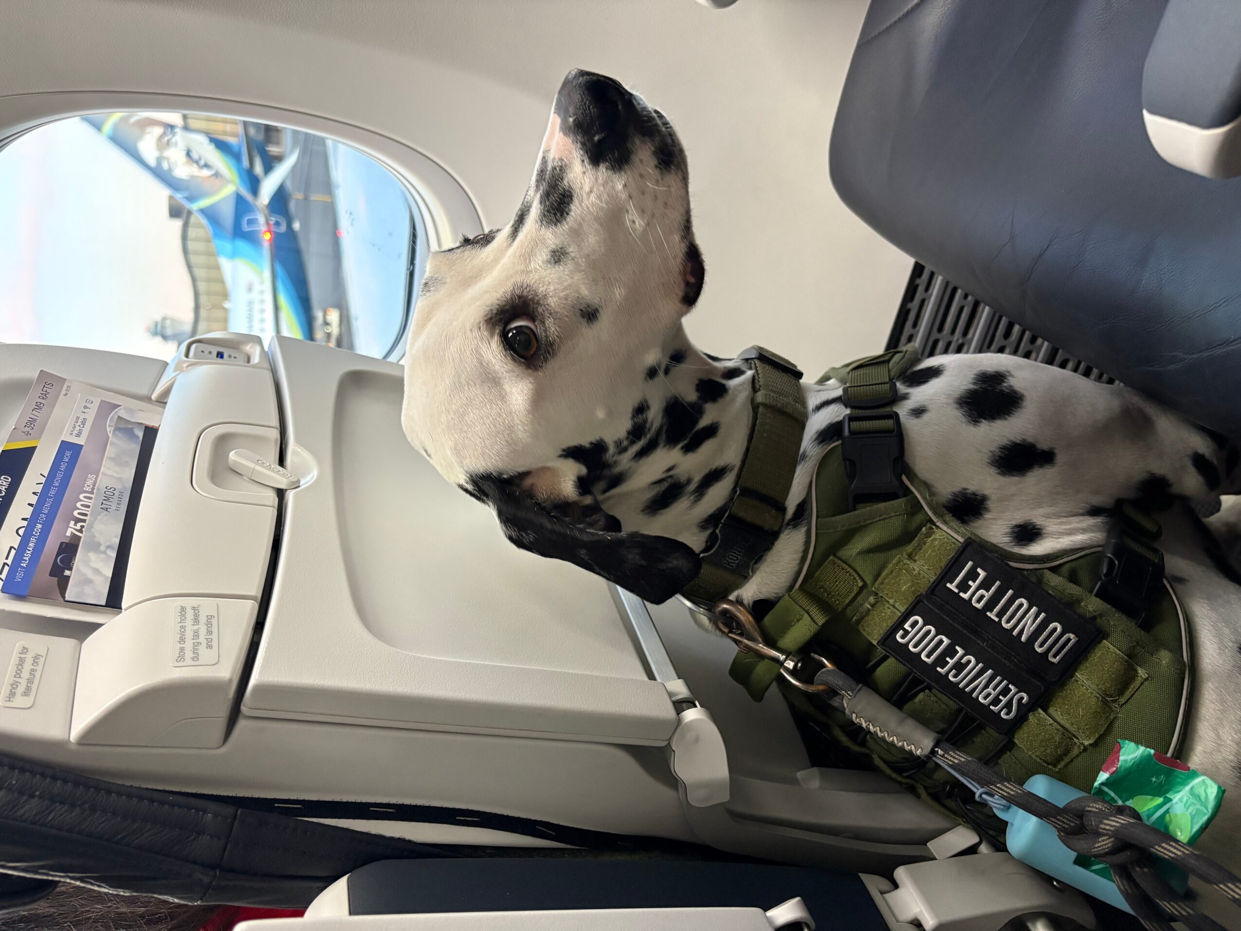 Dalmatian puppy with a harness sitting in a vehicle, looking out the window.