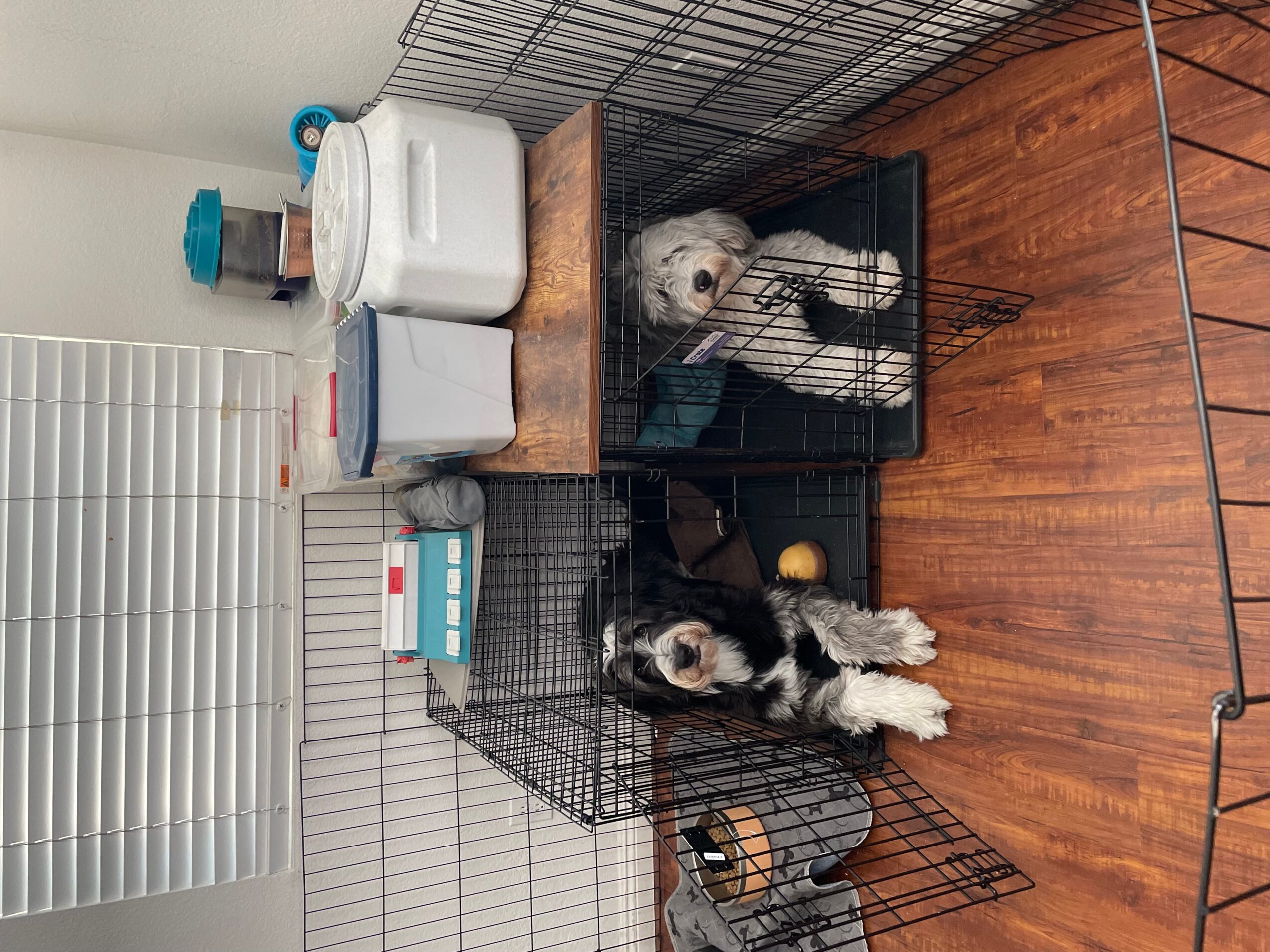 Two dogs in separate cages on a wooden floor, with laundry and storage items nearby.