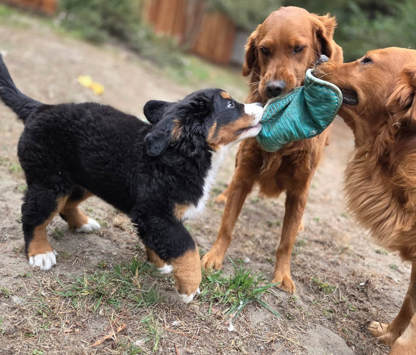 Three dogs playing tug-of-war with a green toy outdoors, on dirt and grass, with a wooden fence in background.