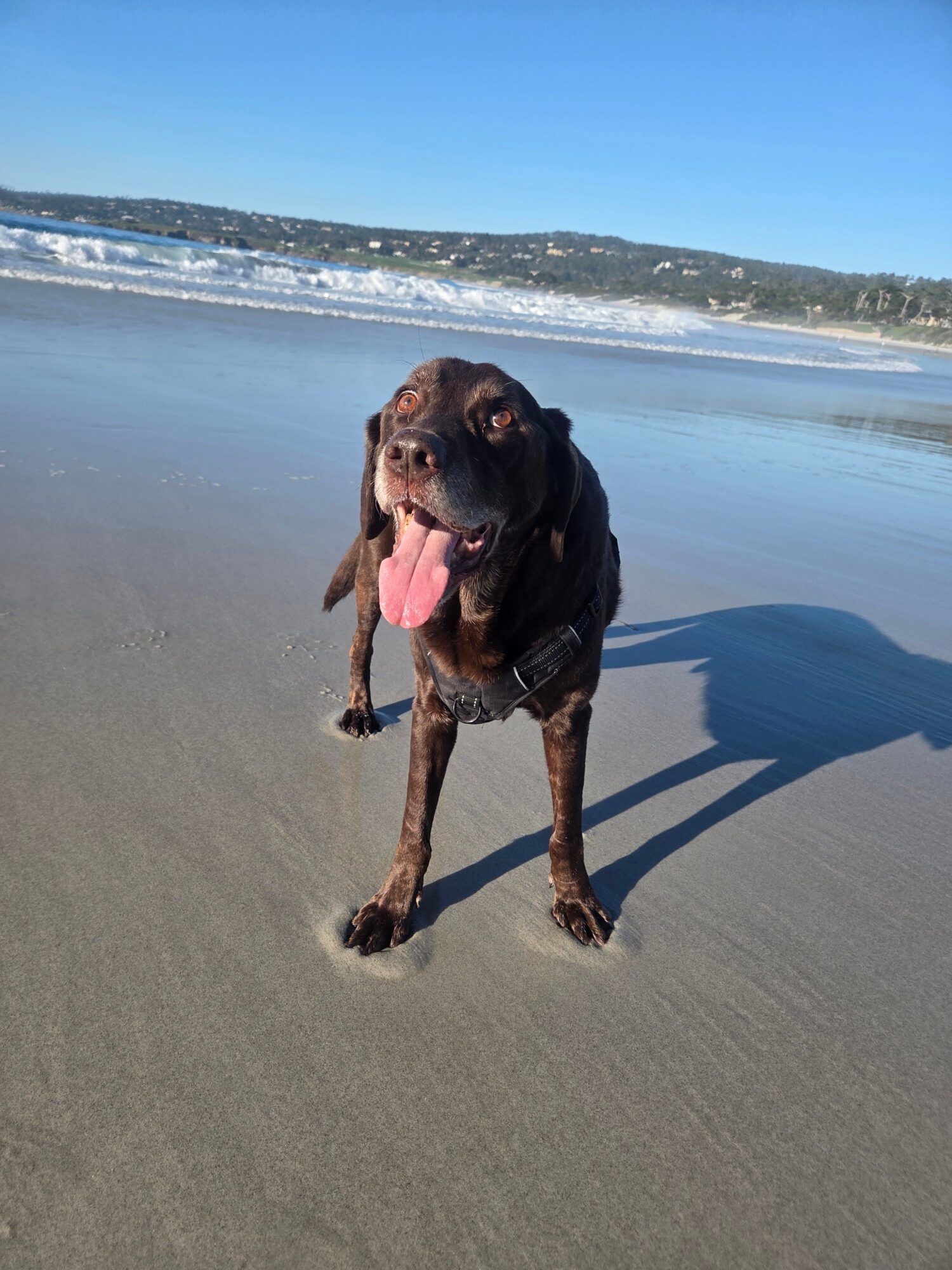Dog standing on beach sand with ocean waves and blue sky in background.