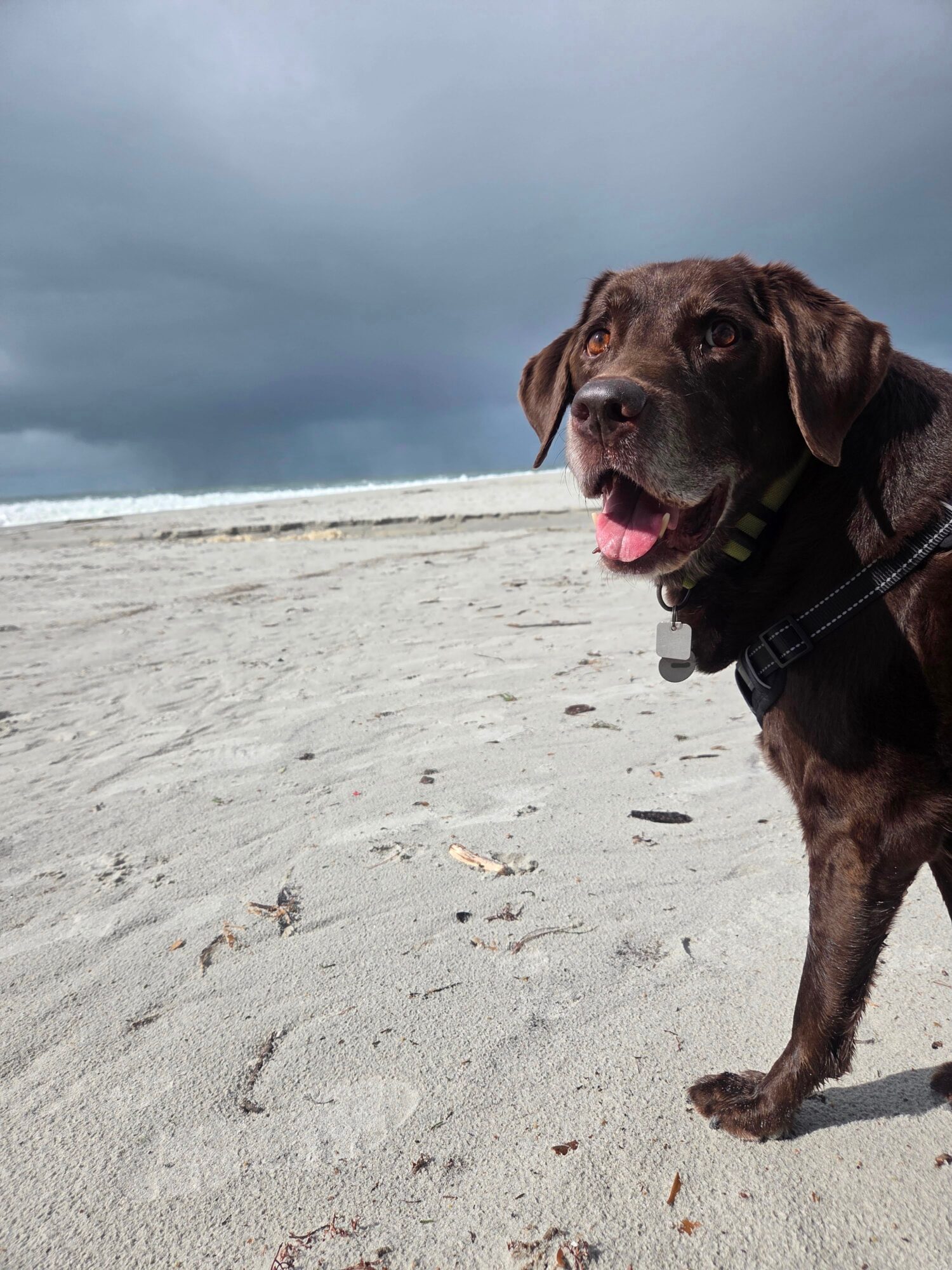 Dog standing on sandy beach with cloudy sky in background, facing right with tongue out, wearing a collar and harness.