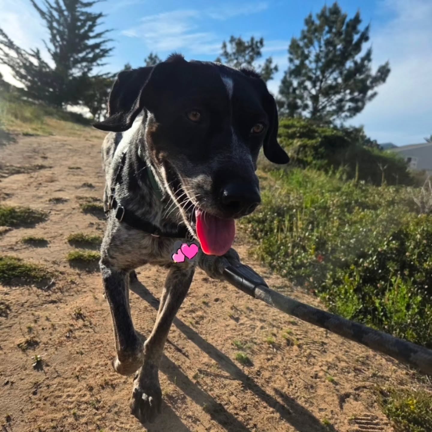 Dog with black and white fur running outdoors on a dirt path, with trees and blue sky in the background.