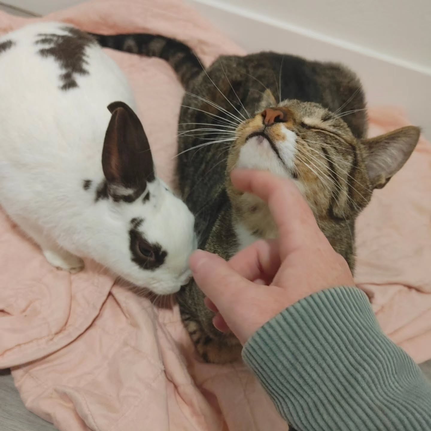 Person's hand gently touches a smiling tabby cat's face, with a white and black rabbit nearby on a pink blanket.