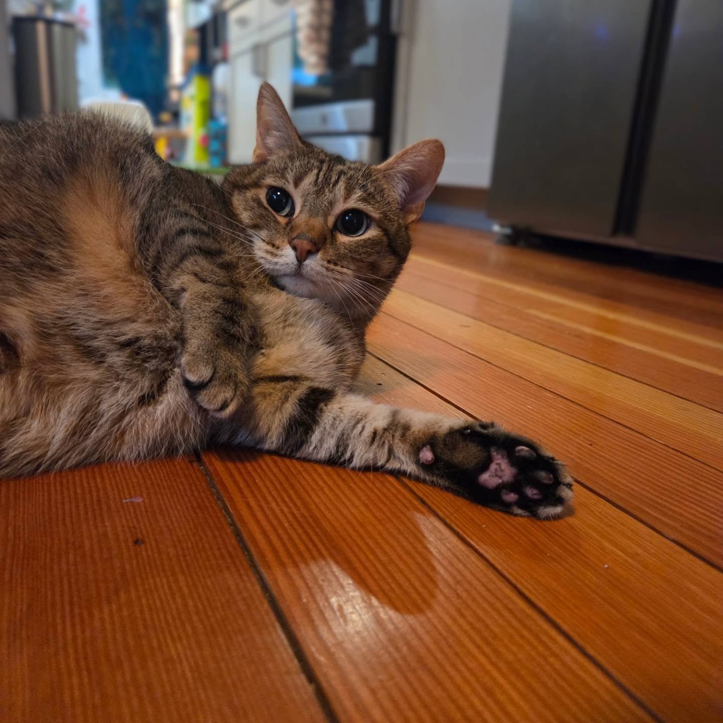 A tabby cat lying on a wooden floor, looking at the camera with wide eyes.