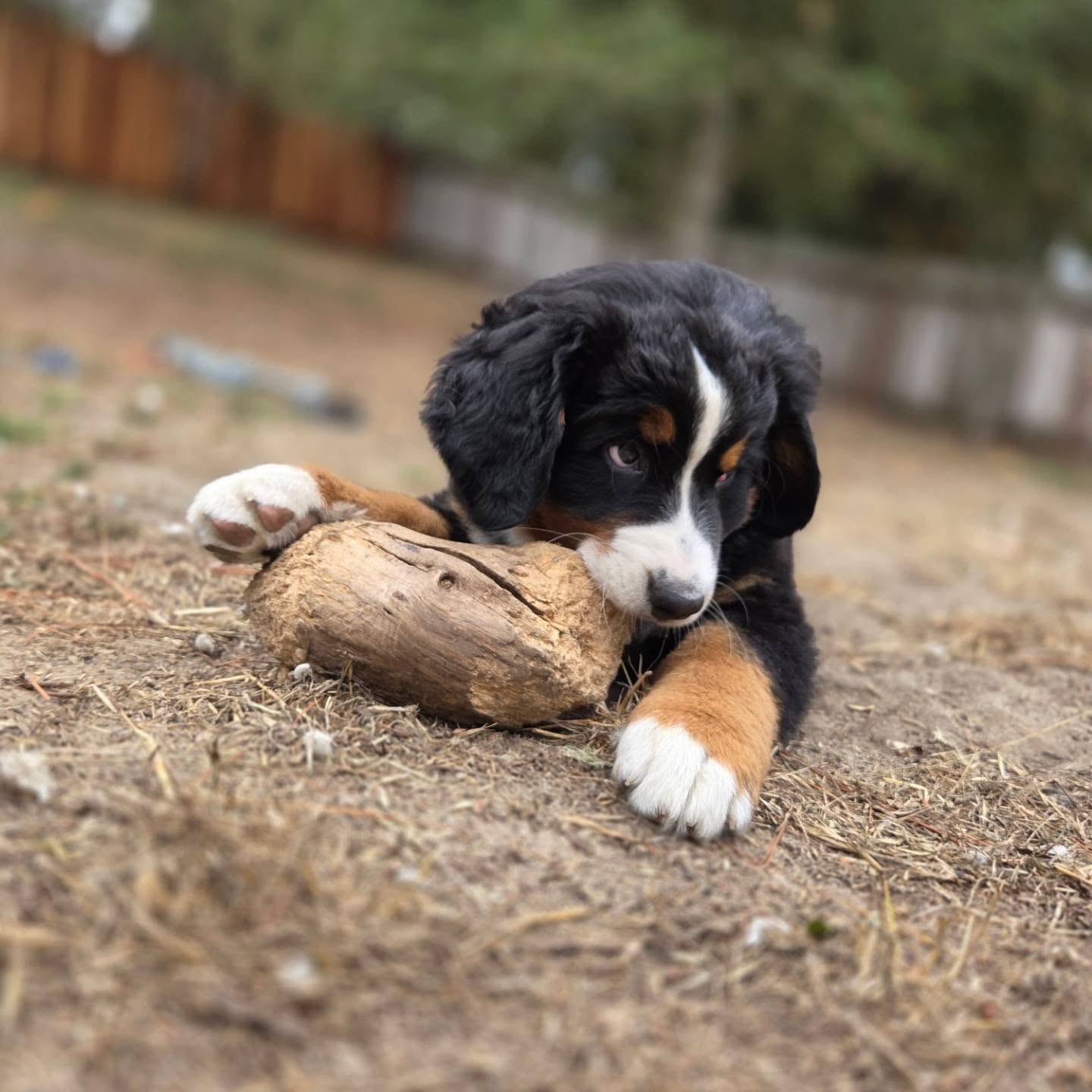 Cute puppy lying on ground with a large bone, outdoors with blurred trees and fence in background.
