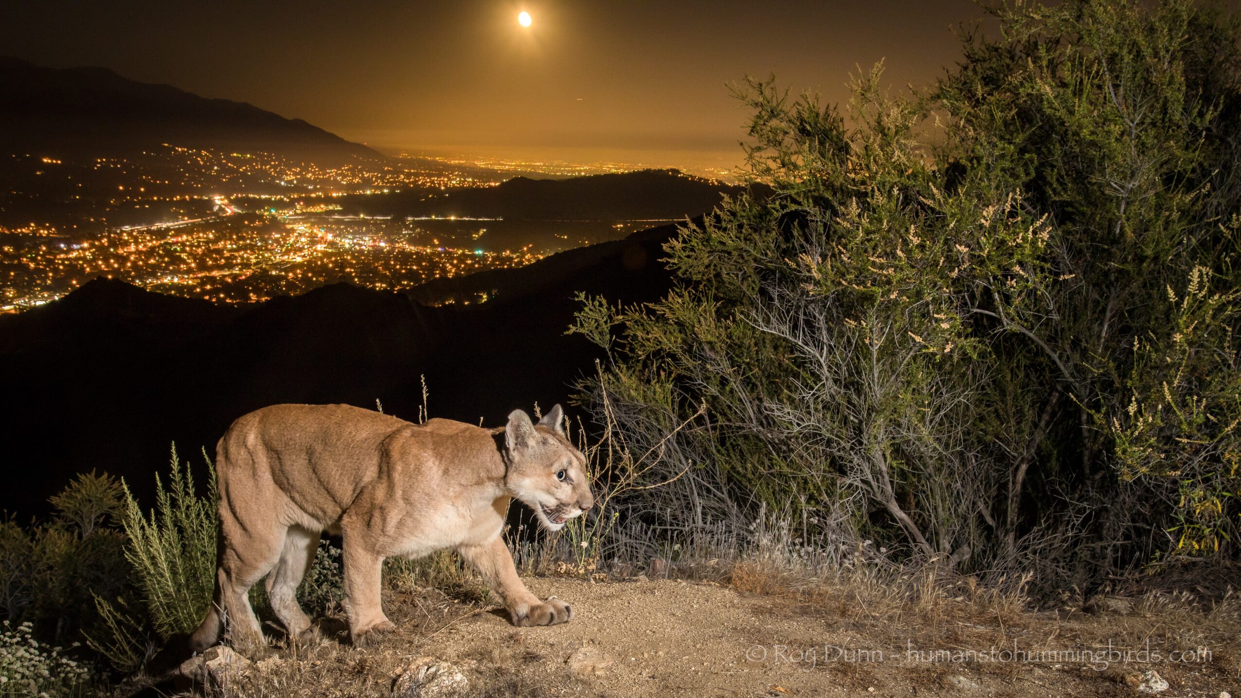 Lion walking on a dirt path at night with city lights and hills in the background, moon shining overhead.