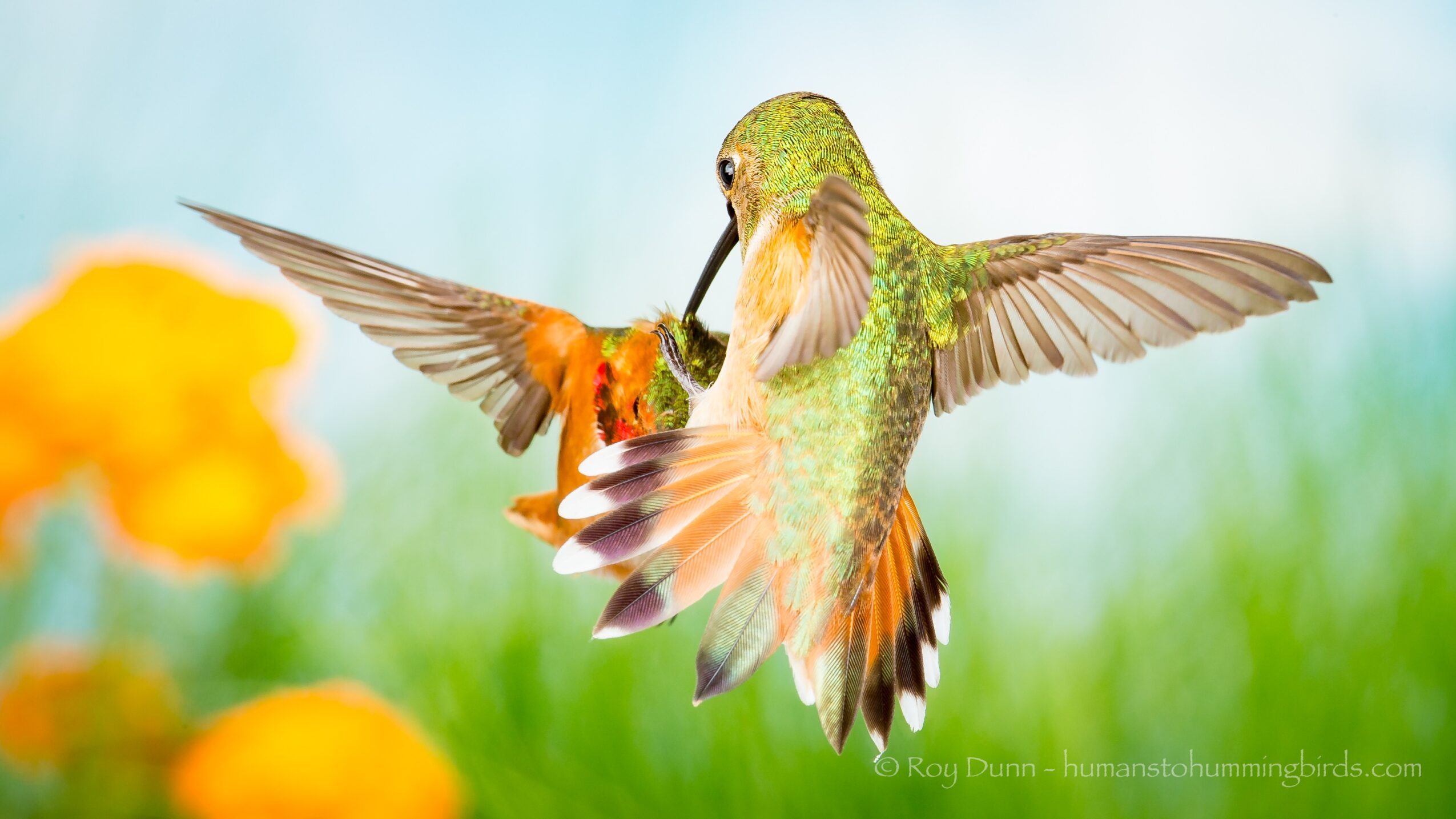 Two hummingbirds in mid-air with wings spread, one green and the other orange, against a blurred green and blue background.