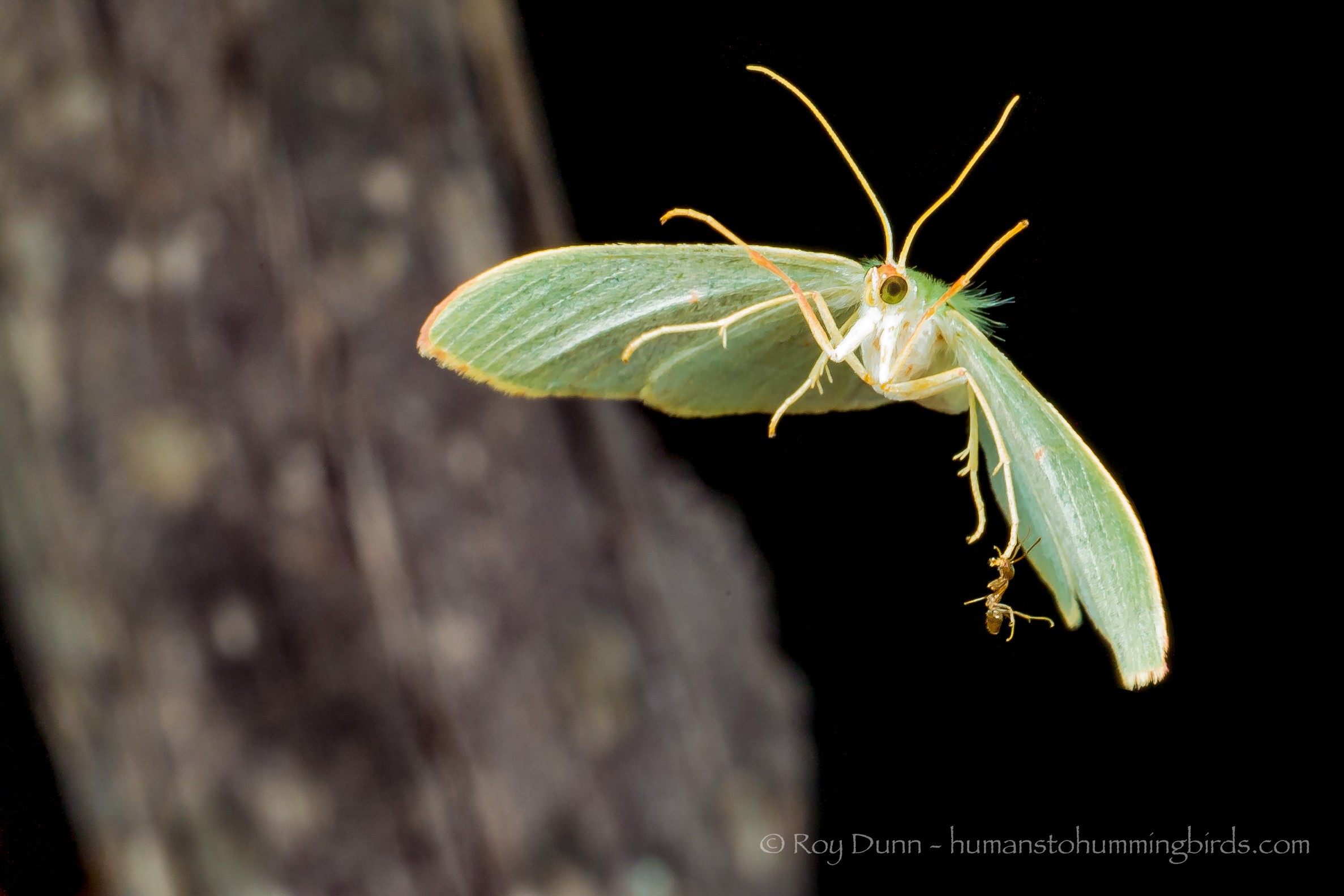 A green moth with yellow antennae and wings resting on a dark surface.