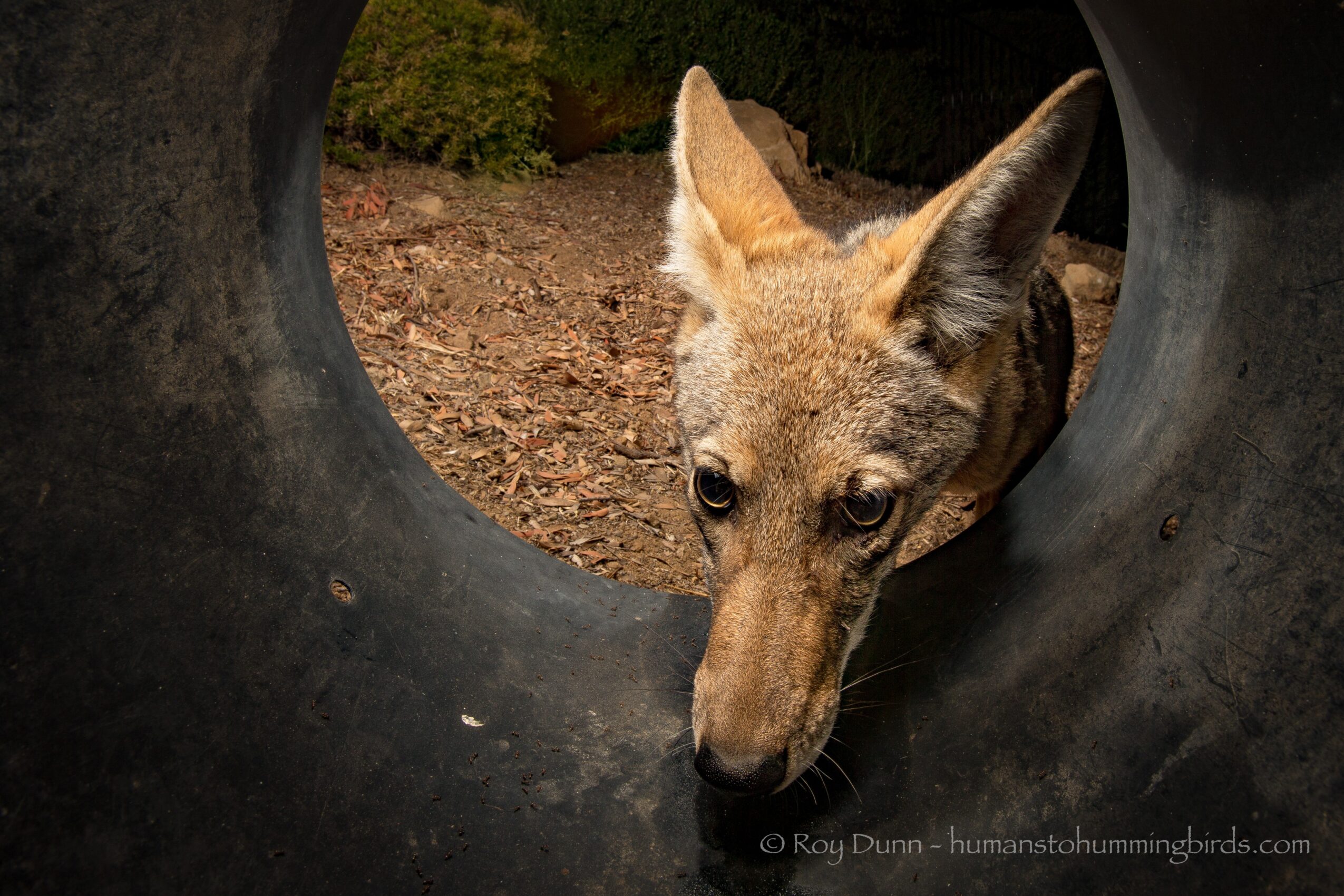 A close-up of a young deer peering through a circular opening, with a natural outdoor background.