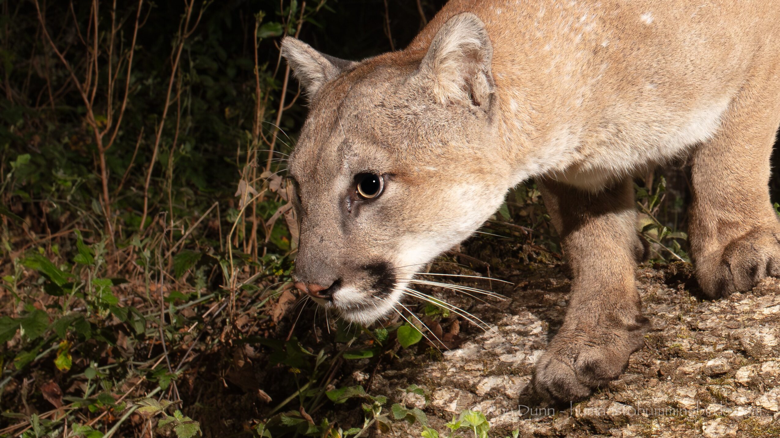 Puma walking on rocky ground near plants, with a focus on its face and body, in a natural setting.