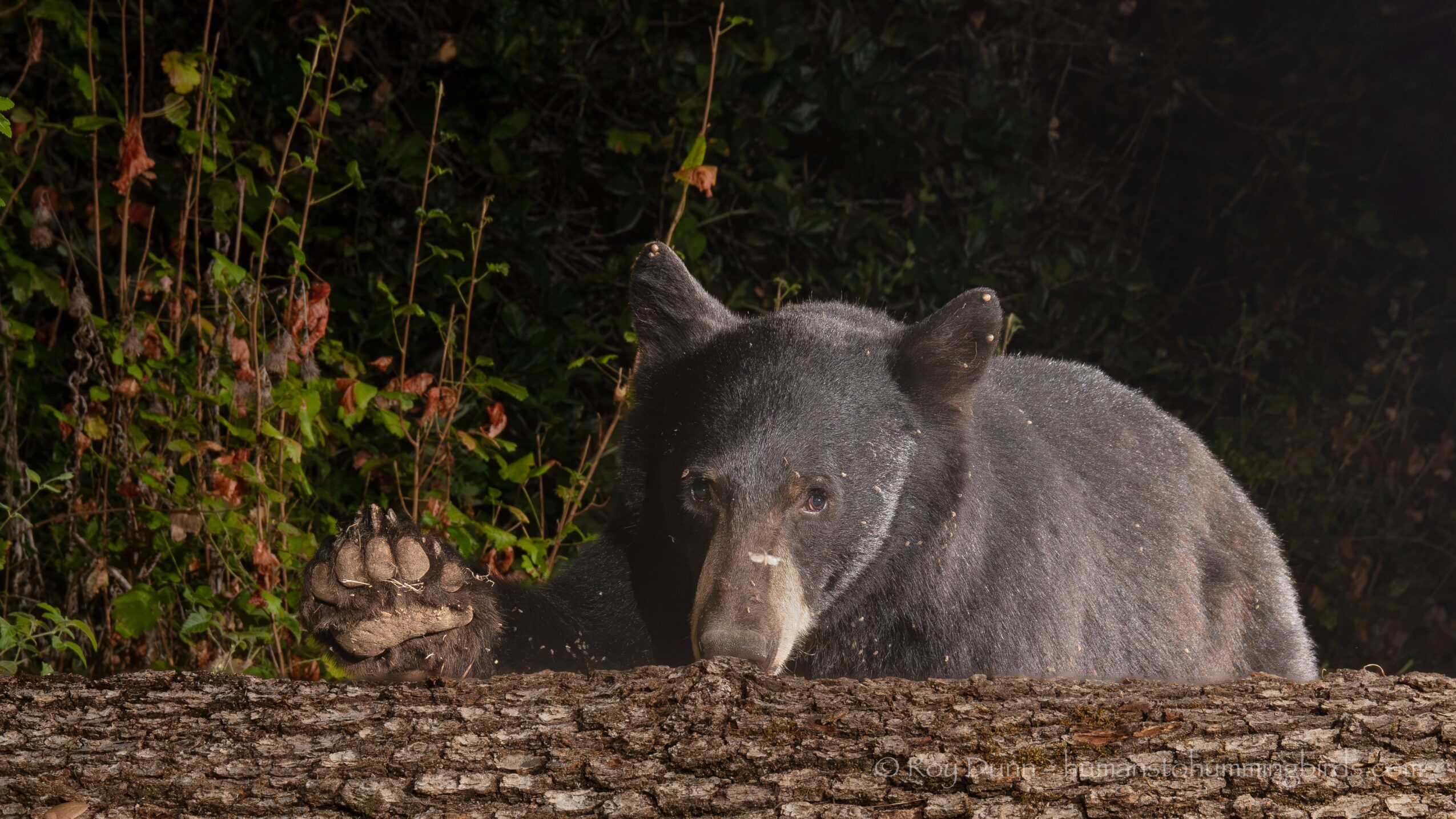 A bear resting its head on a log outdoors at night, surrounded by plants and foliage.