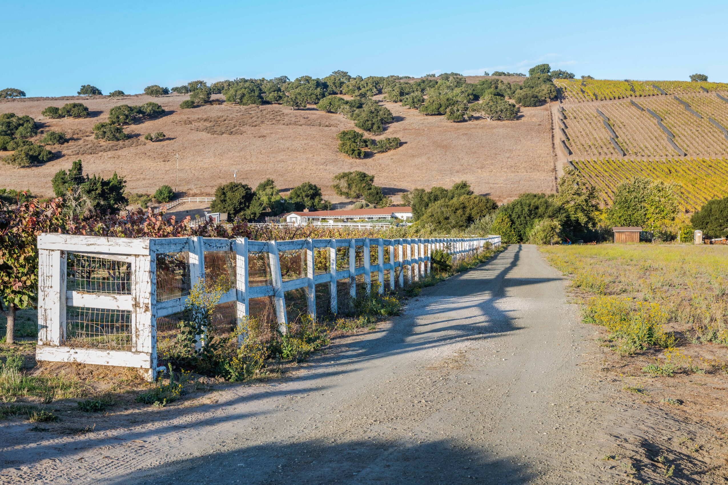 Dirt road with a white fence on the left, rolling hills, and cultivated fields in the background.