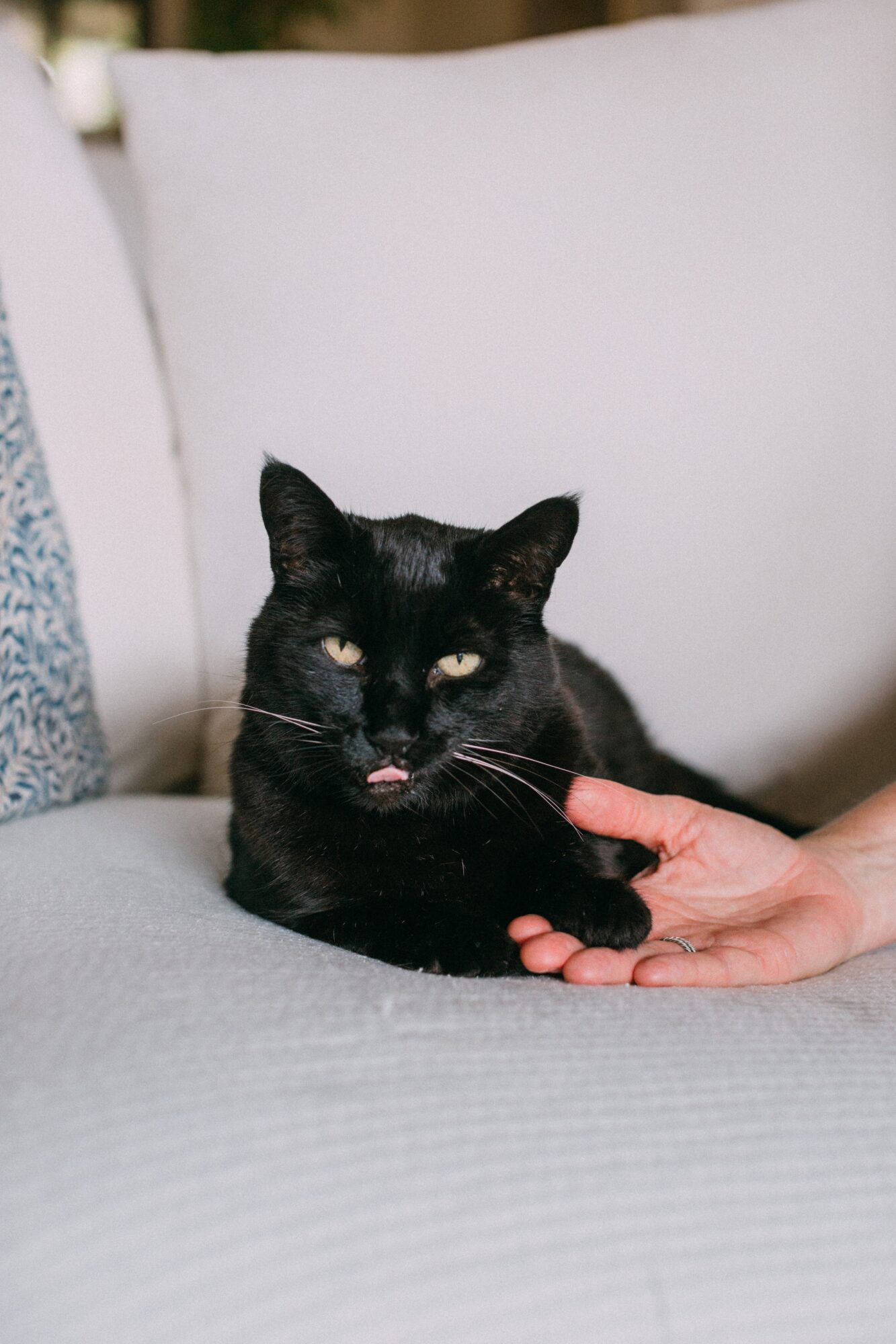 Black cat lying on a light-colored sofa with a person's hand gently touching its paw.