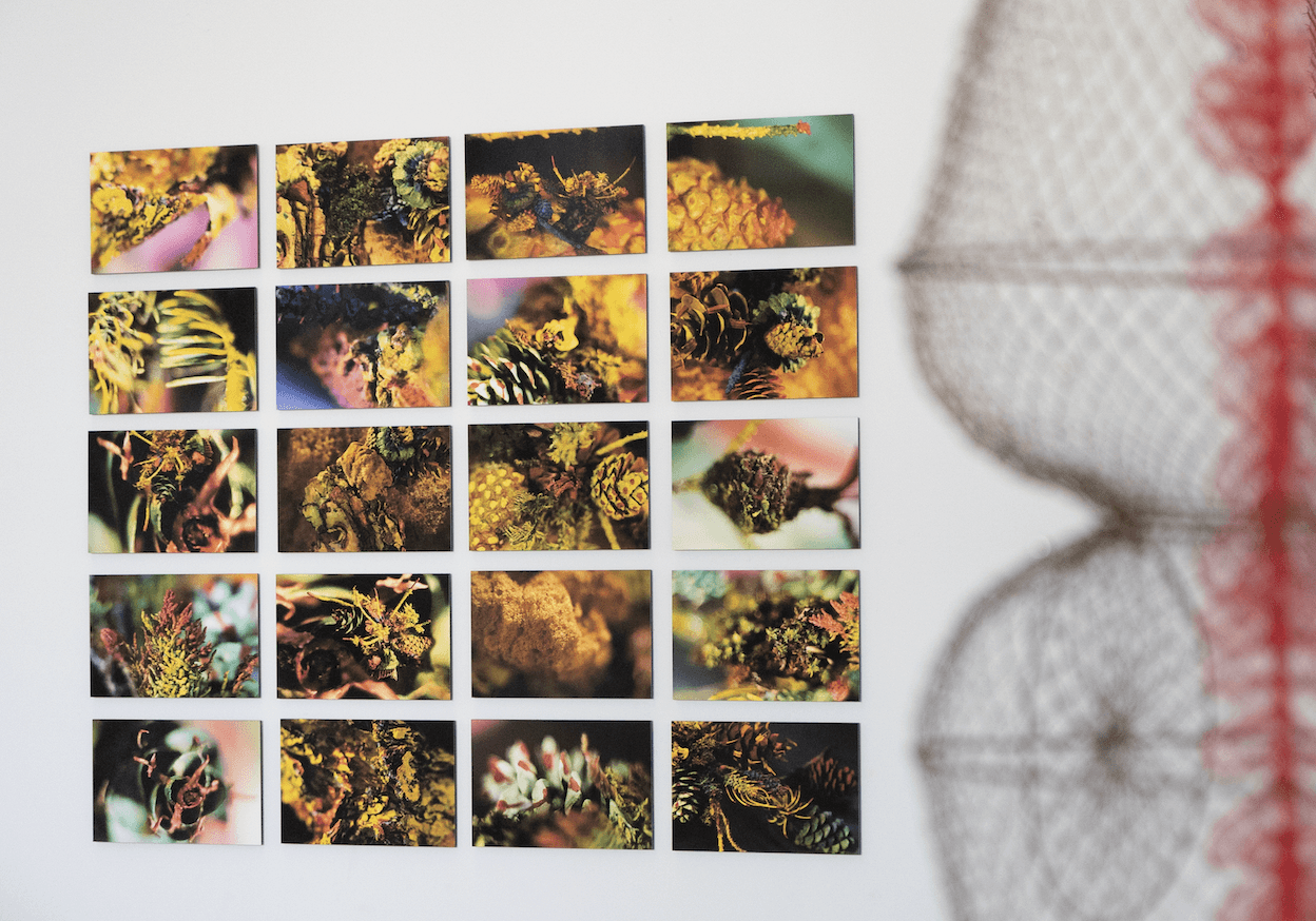 Collection of 20 small photographs of plants and flowers arranged in a grid on a wall, with a blurred wire basket on the right.