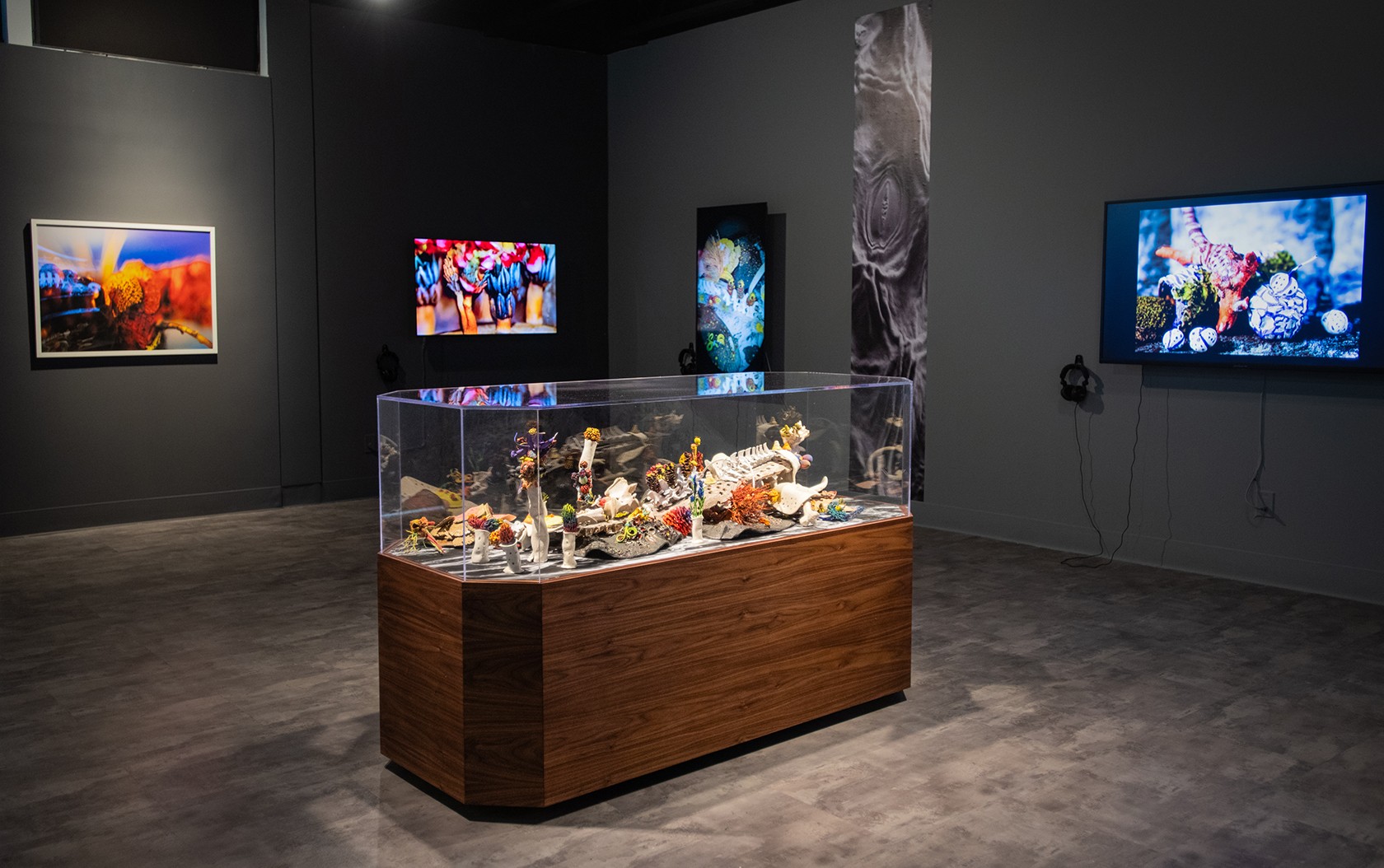 Art gallery with paintings on dark walls and a glass display case with seashells in the center.