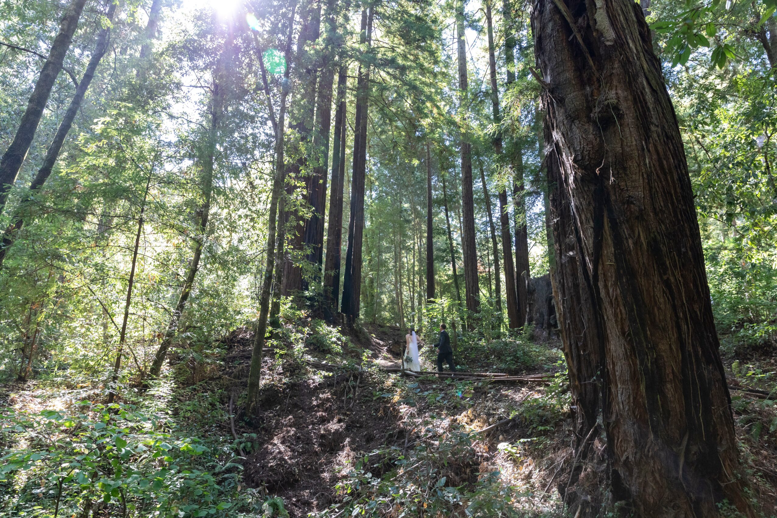 Sunlight filters through tall trees in a forest, with two people walking along a trail.