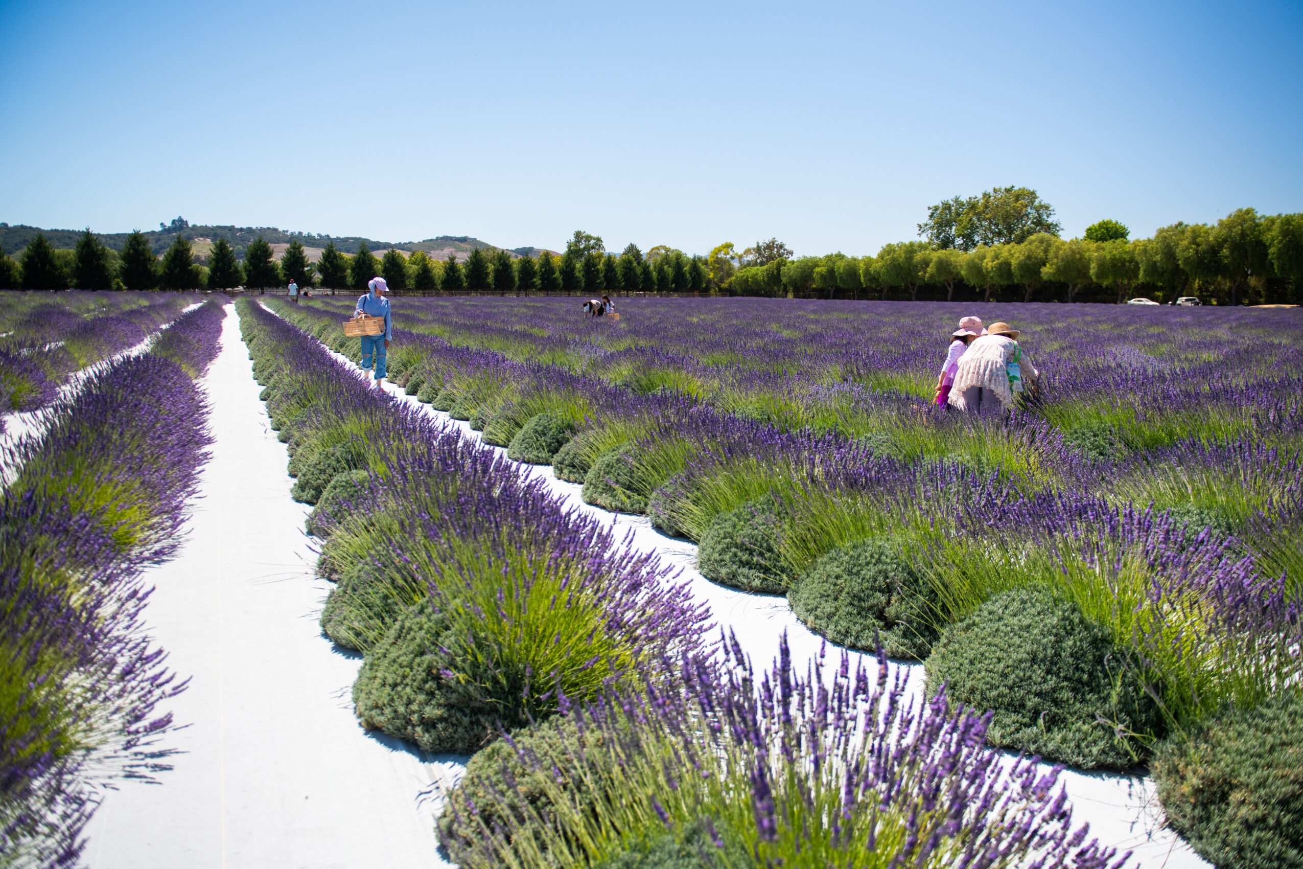 Two people pick lavender in a field with rows of lavender plants and a clear blue sky.
