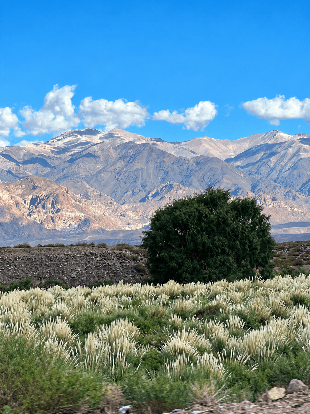 A landscape with a large green bush in front of a field of tall grass, mountains in the background, and a blue sky with clouds.