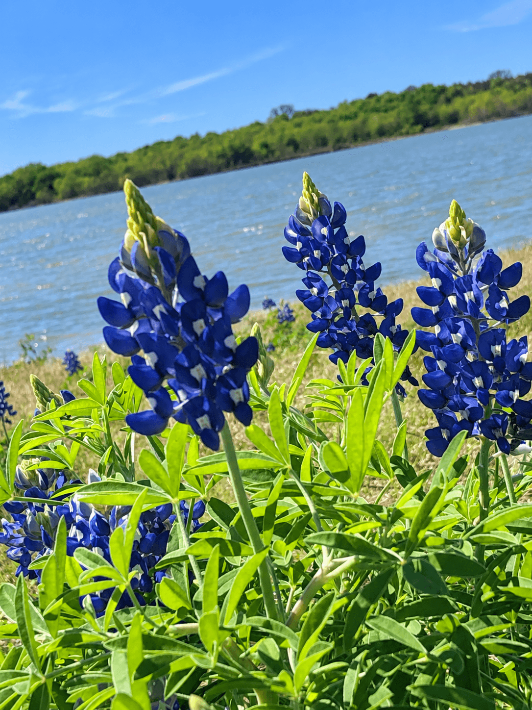 Blue flowers with green leaves near water, with a tree-lined shoreline and blue sky in the background.