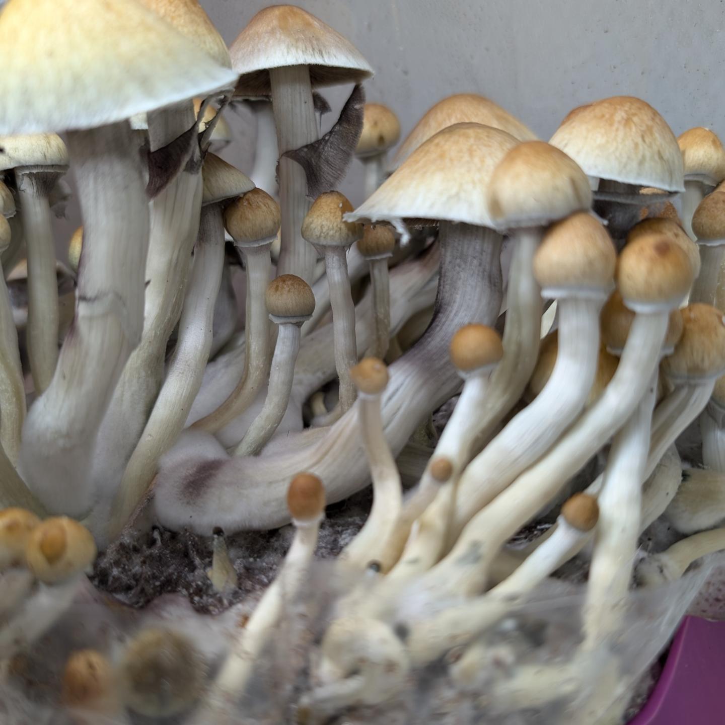 Cluster of mushrooms with light-colored caps and long stems growing closely together.