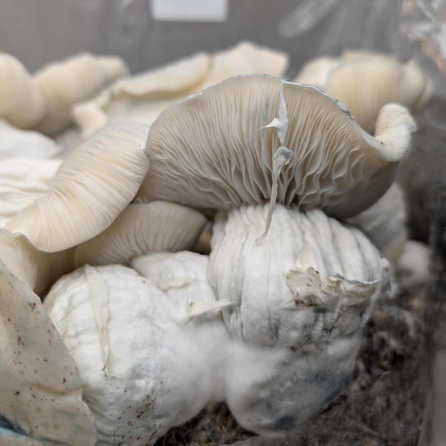 Close-up of white mushrooms growing in soil, showing gills and caps.