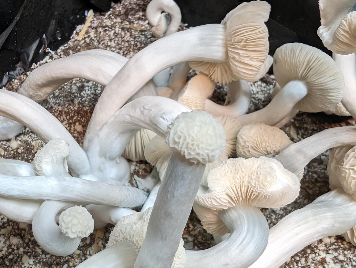 Cluster of white mushrooms with curved stems and caps, growing in soil with small particles.