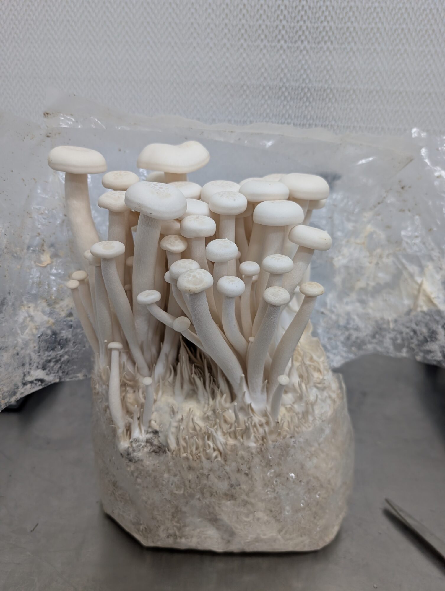 Cluster of white mushrooms growing from a block of substrate, with a plastic bag in the background.