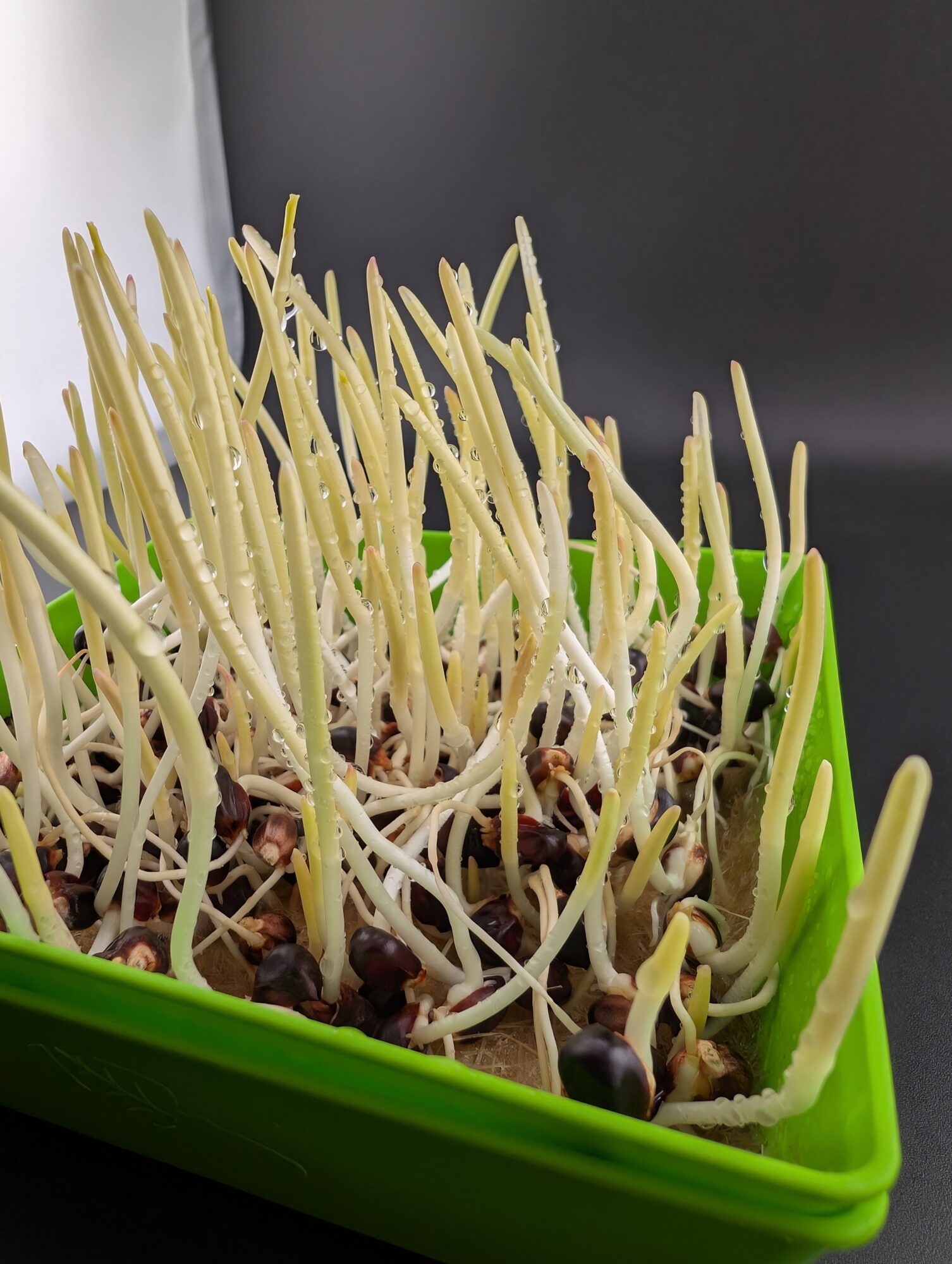 Sprouts growing in a green container with a dark background, some with yellowish stems and others with darker roots.