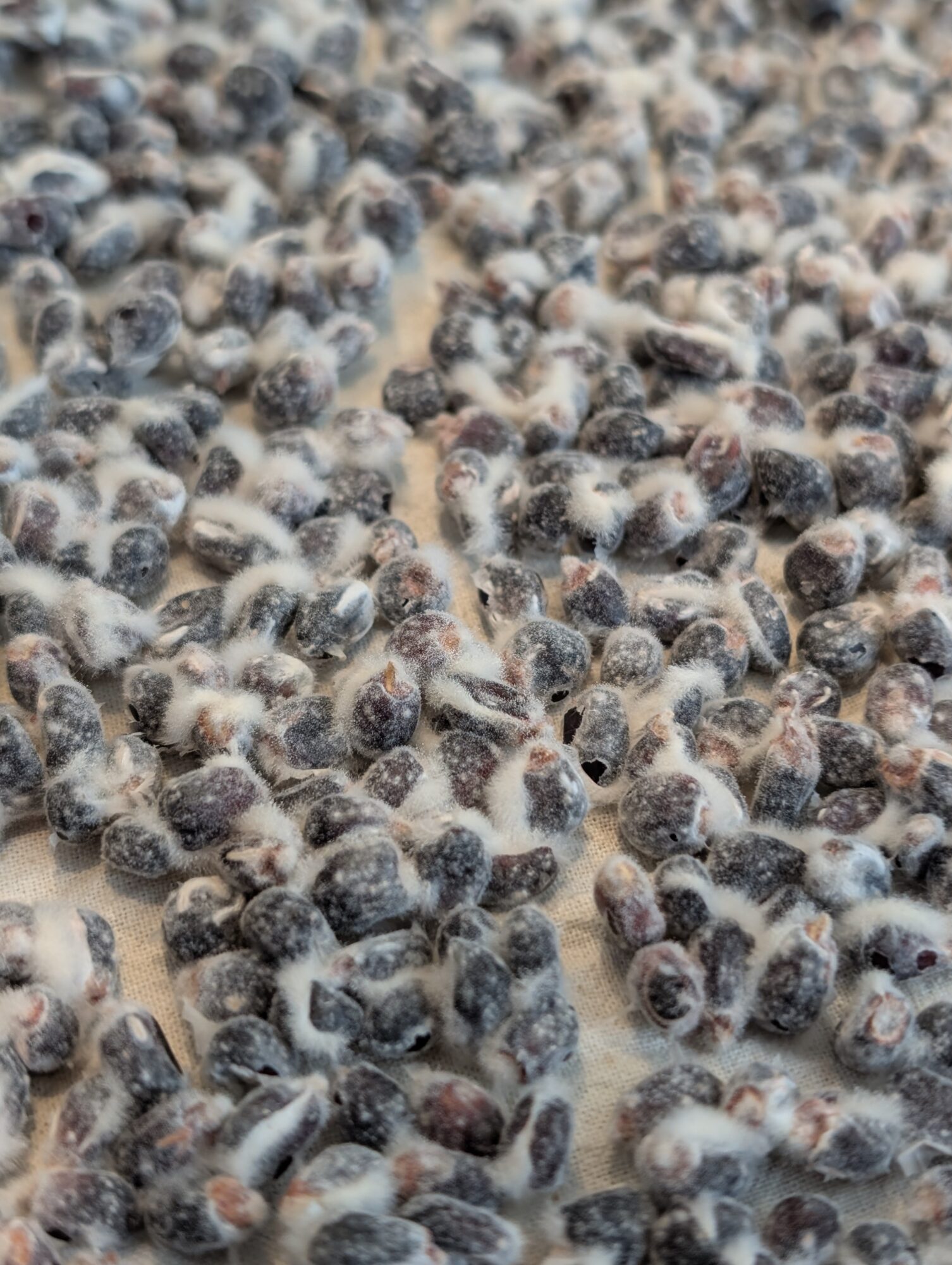 Numerous small, fuzzy, dark-colored seeds or grains densely packed together, with some lighter-colored areas visible.