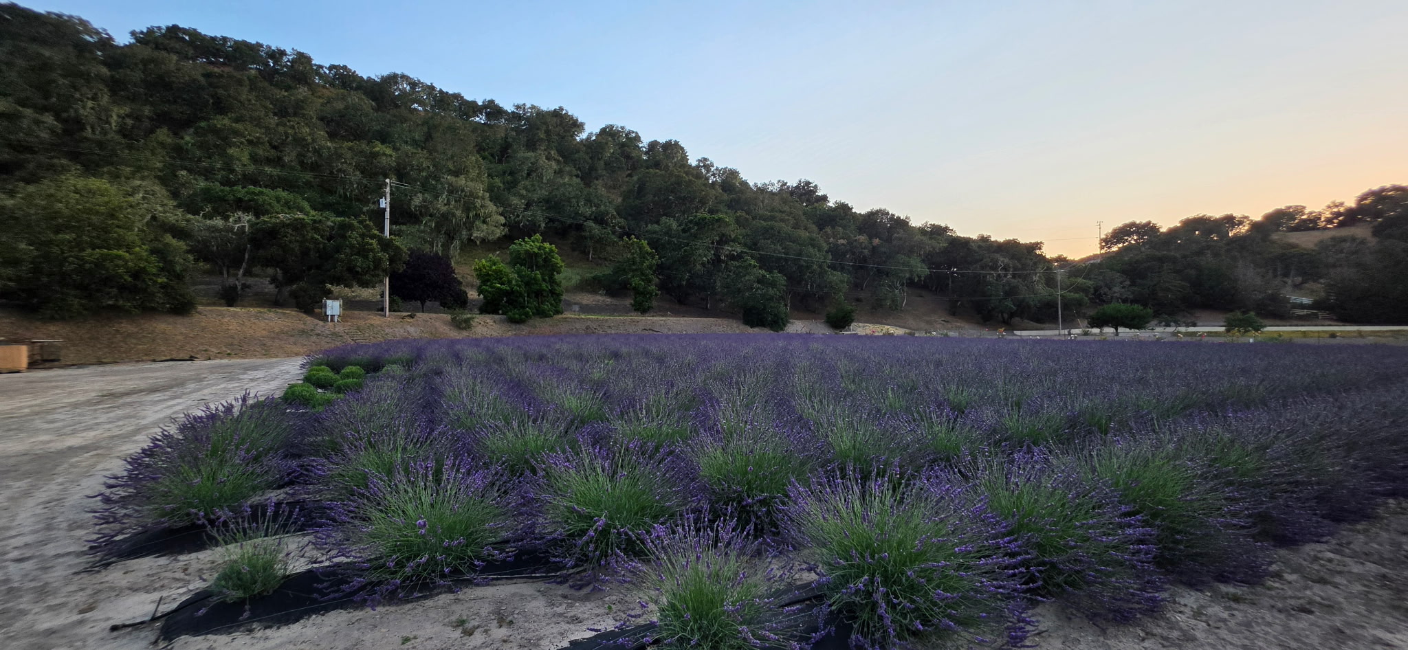 Lavender field with purple plants, trees in background, clear sky, and a dirt path on the left side.