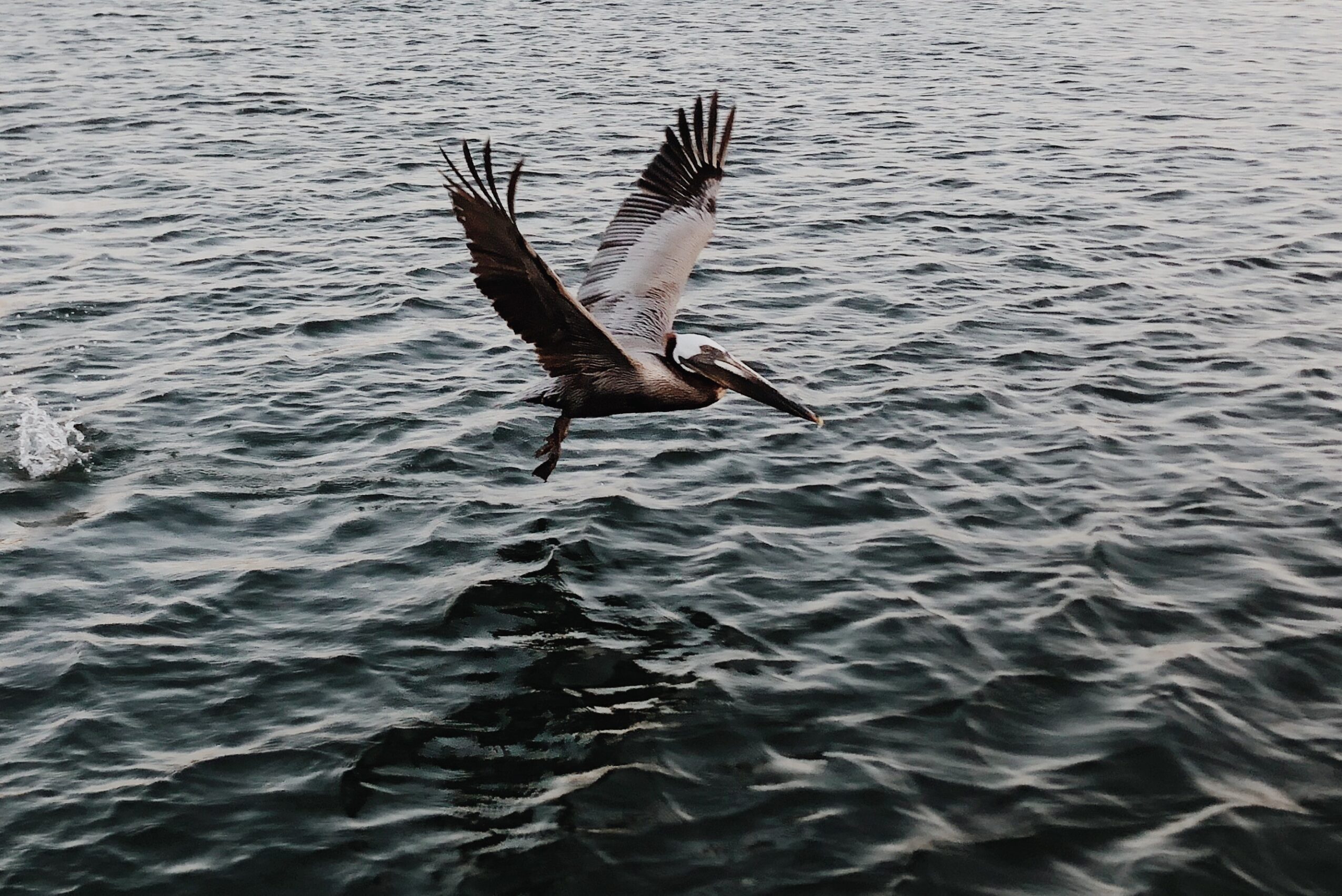A bird is flying over water with its wings spread wide, casting a shadow on the surface below.