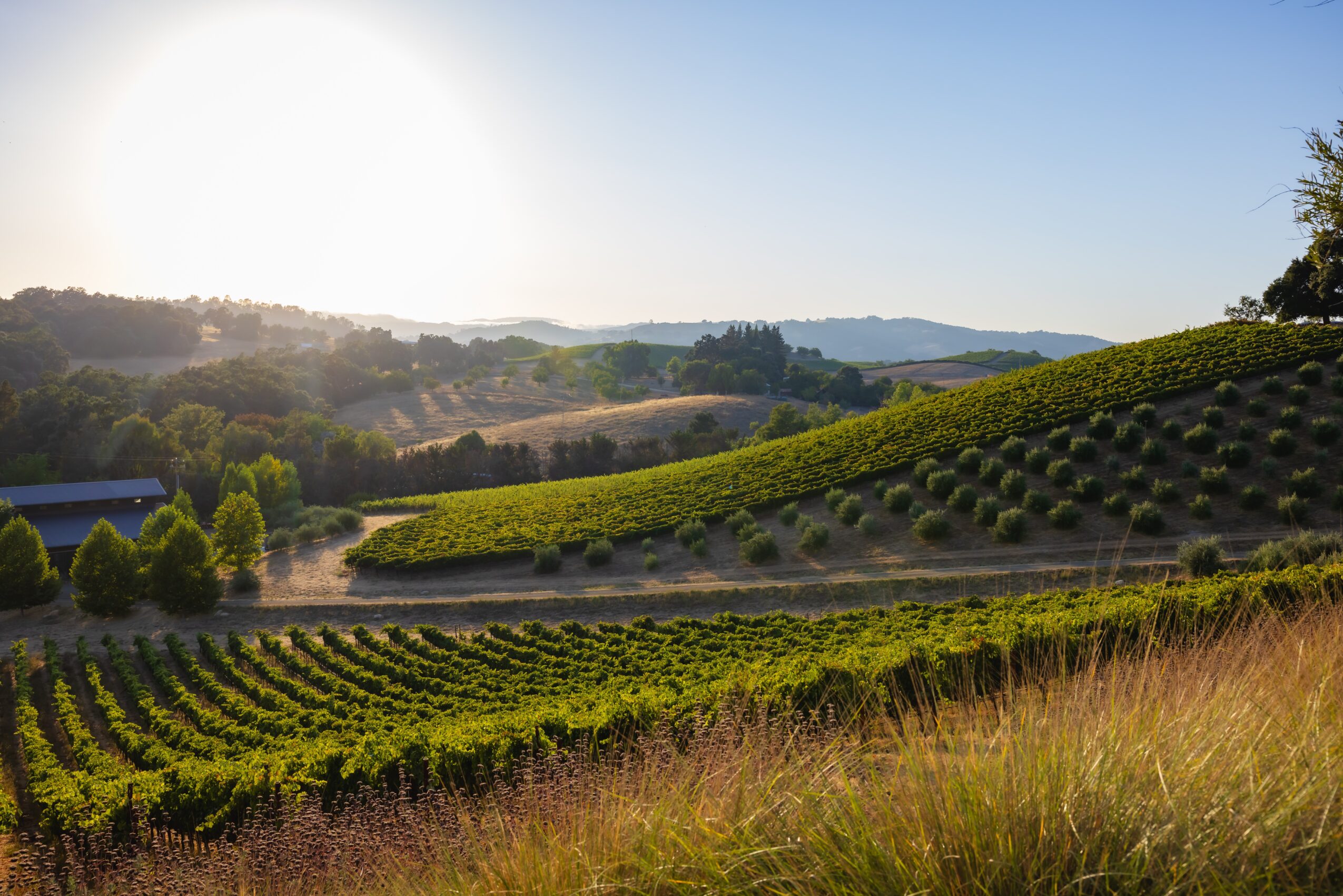 Sunlit landscape with rolling hills, cultivated fields, and green vegetation under a clear sky.