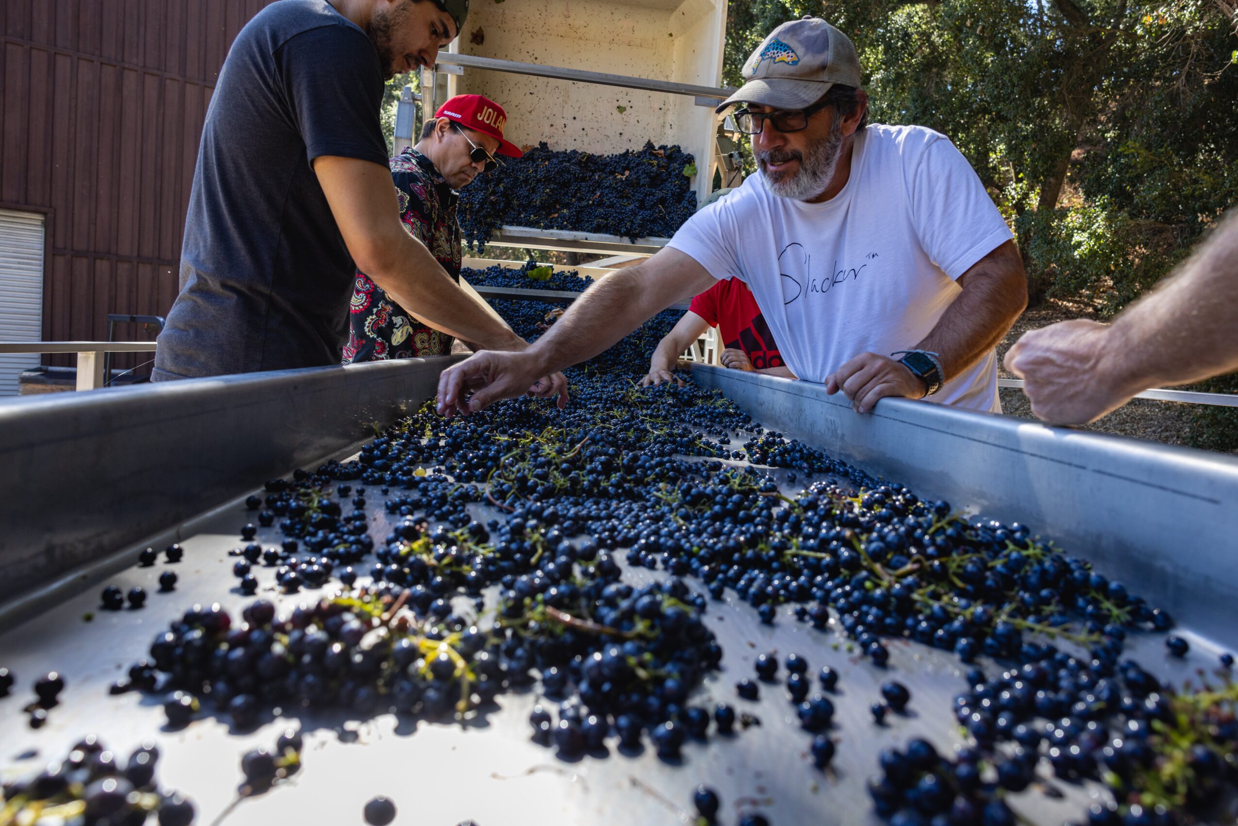 People sorting and handling grapes on a large conveyor or table outdoors, with trees and a building in the background.